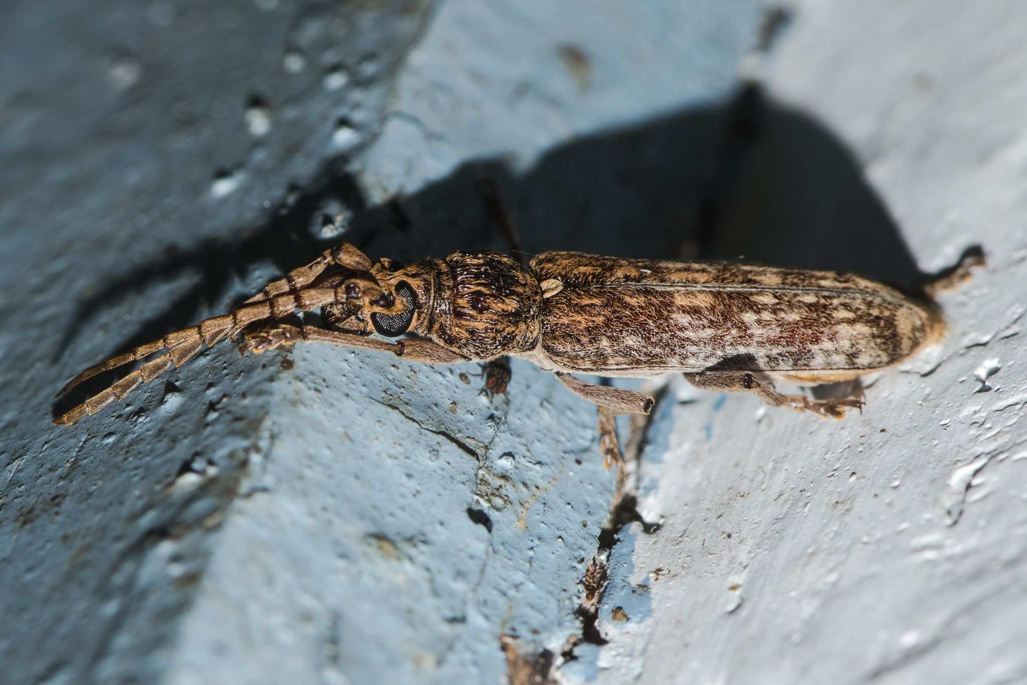Rhytidodera bowringii