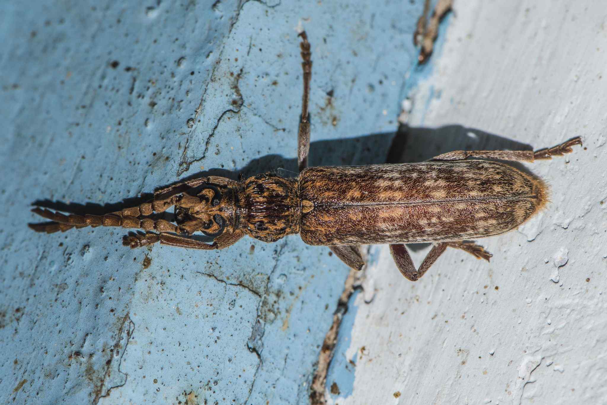 Rhytidodera bowringii