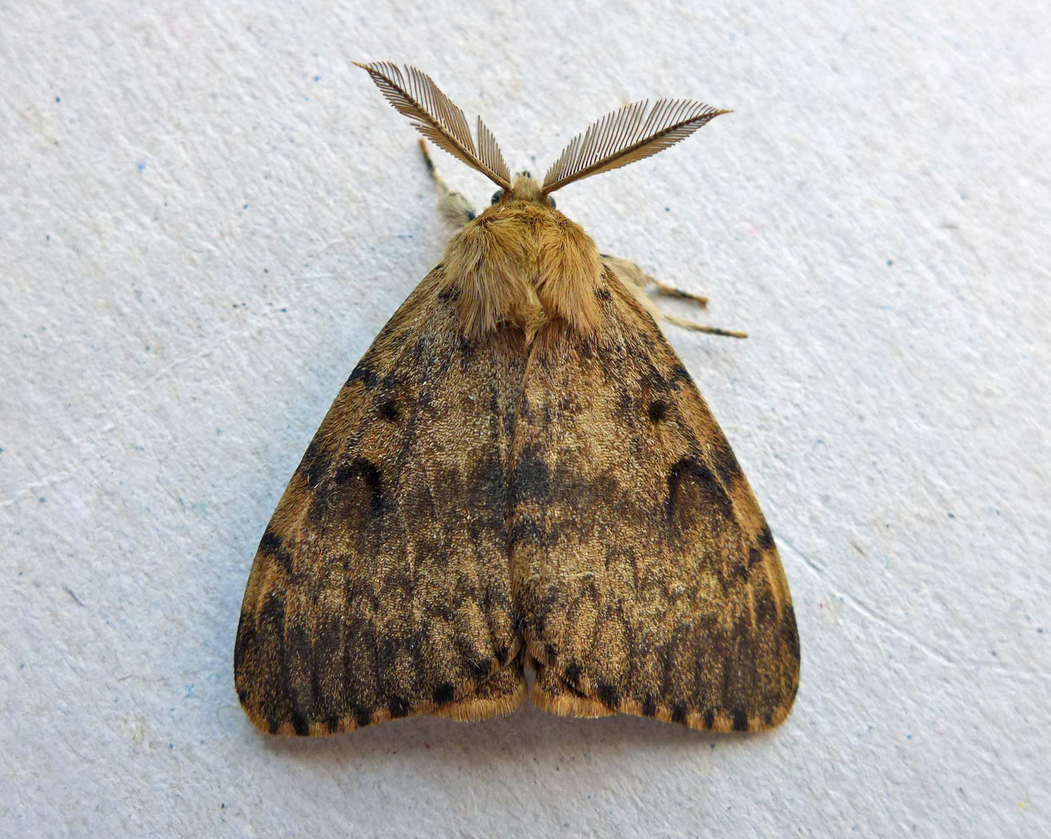 Lymantria dispar