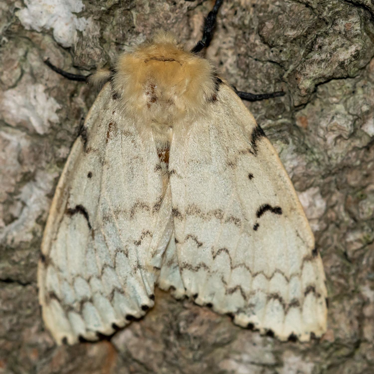Lymantria dispar