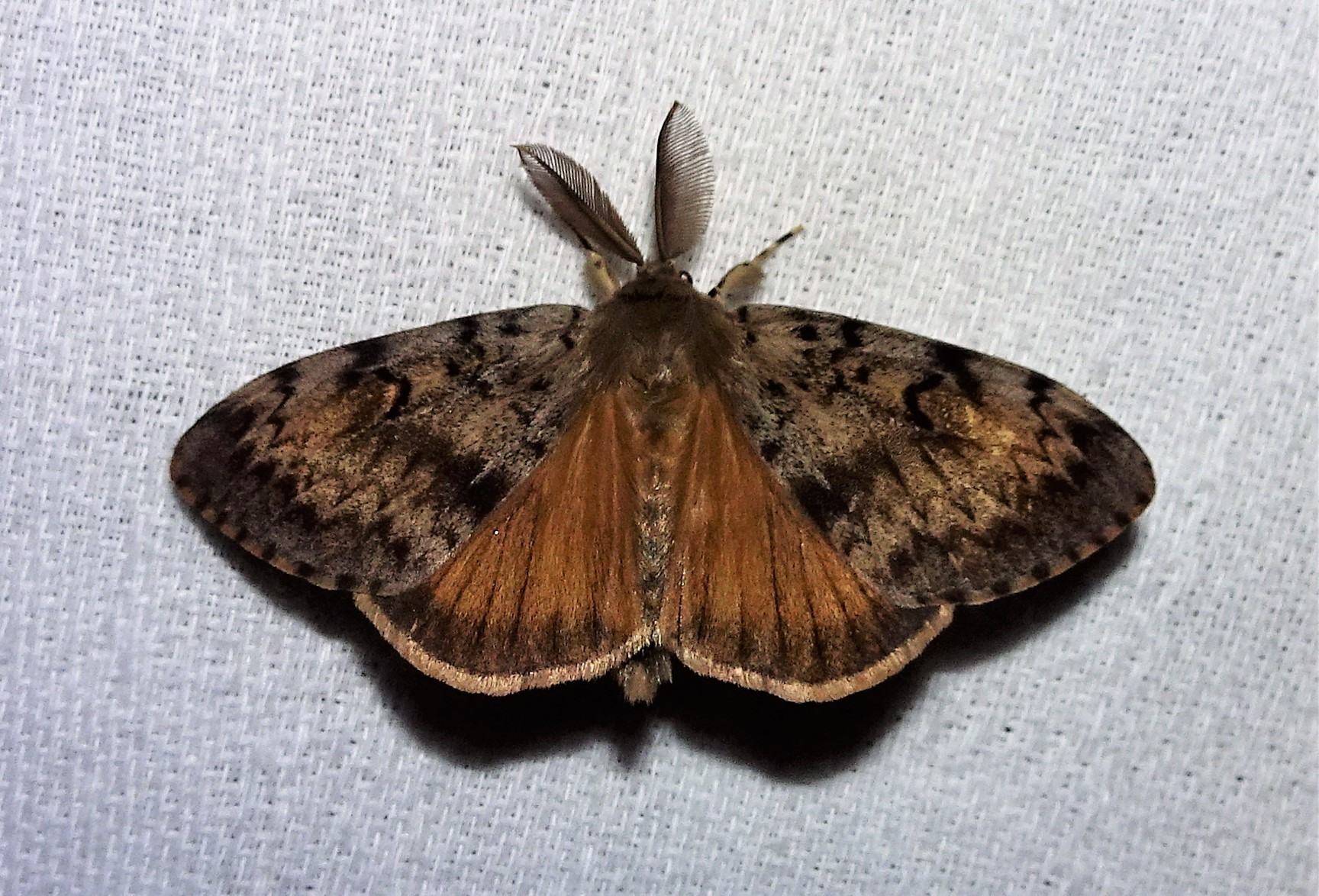 Lymantria dispar