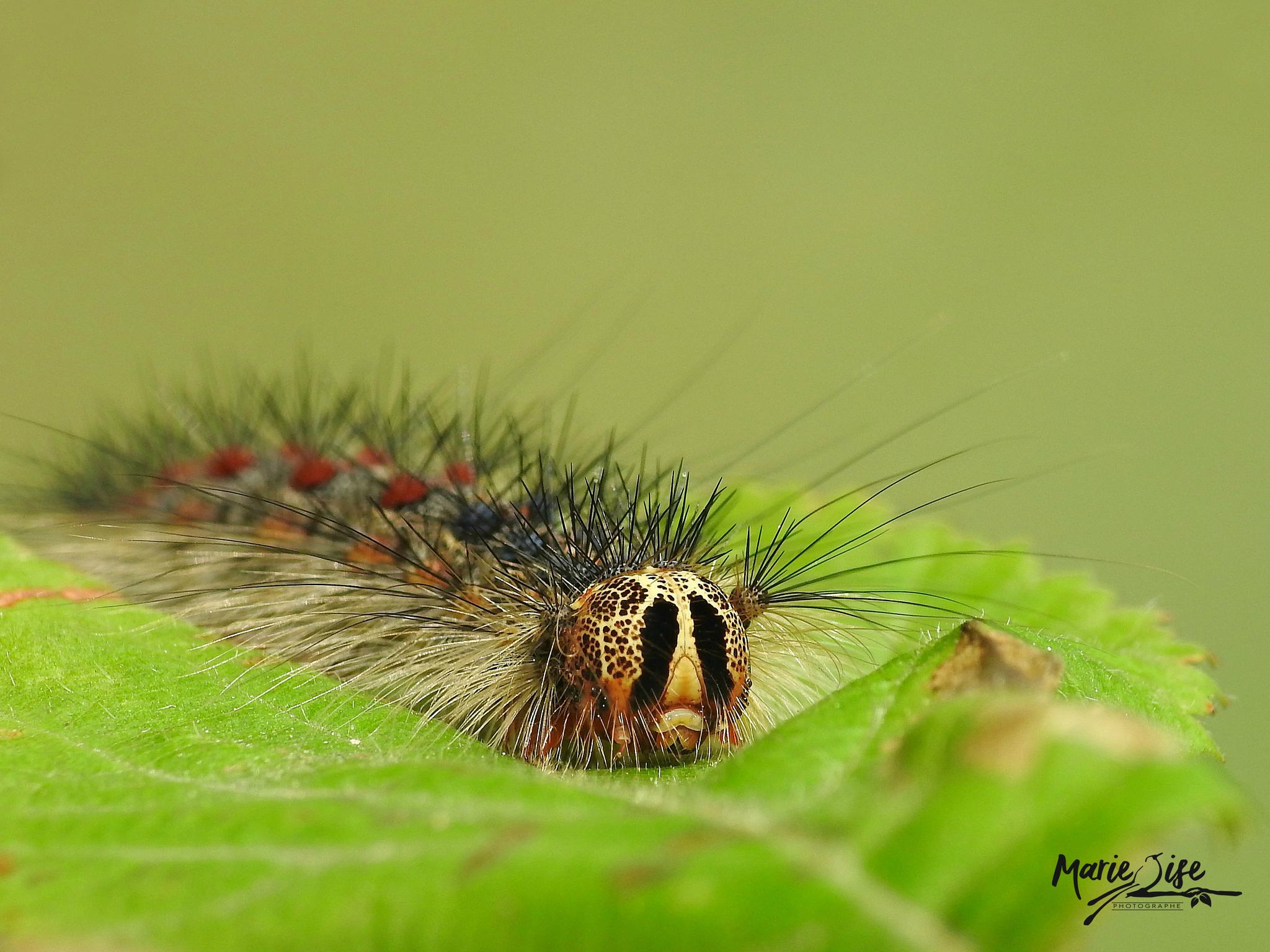 Lymantria dispar