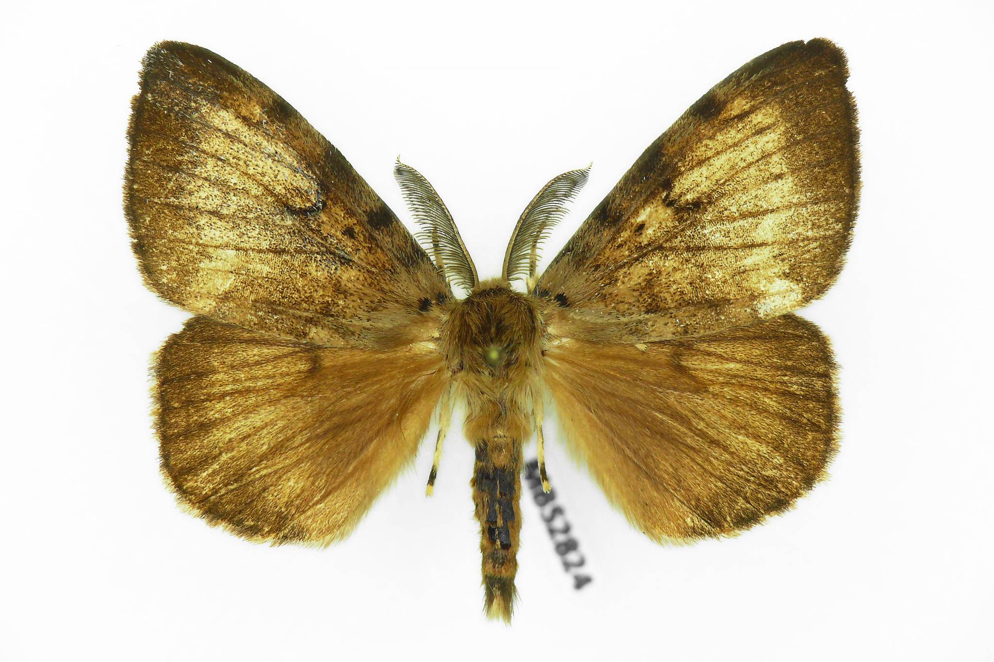 Lymantria dispar