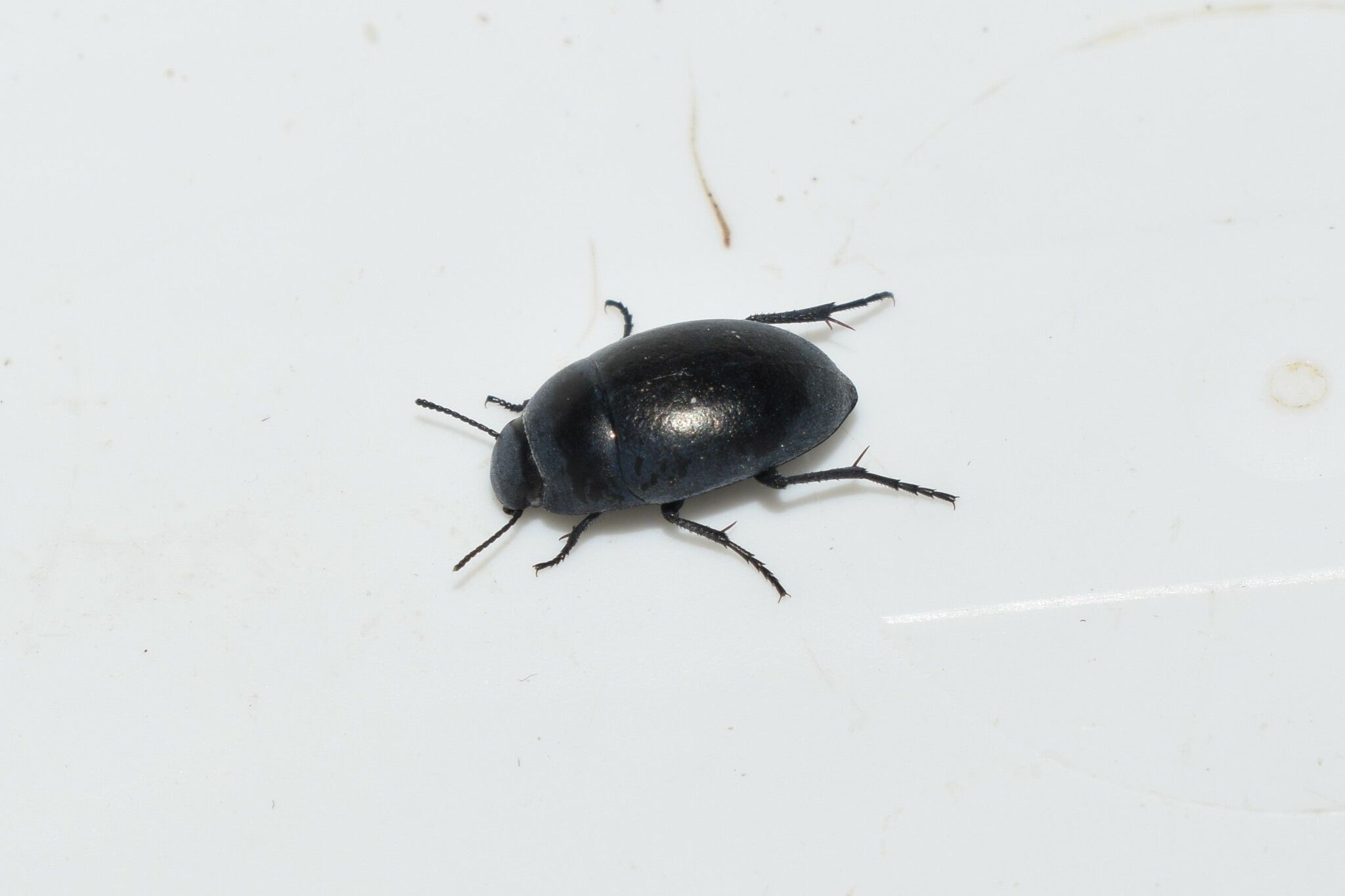 Zophosis punctata