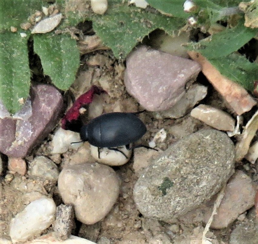 Zophosis punctata