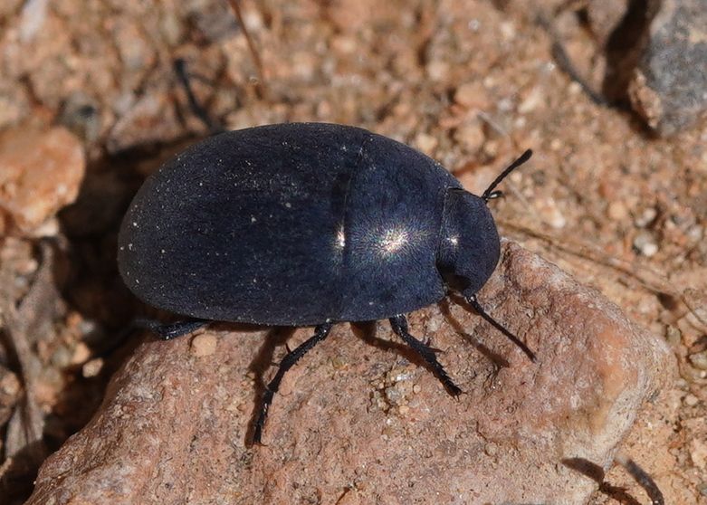 Zophosis punctata