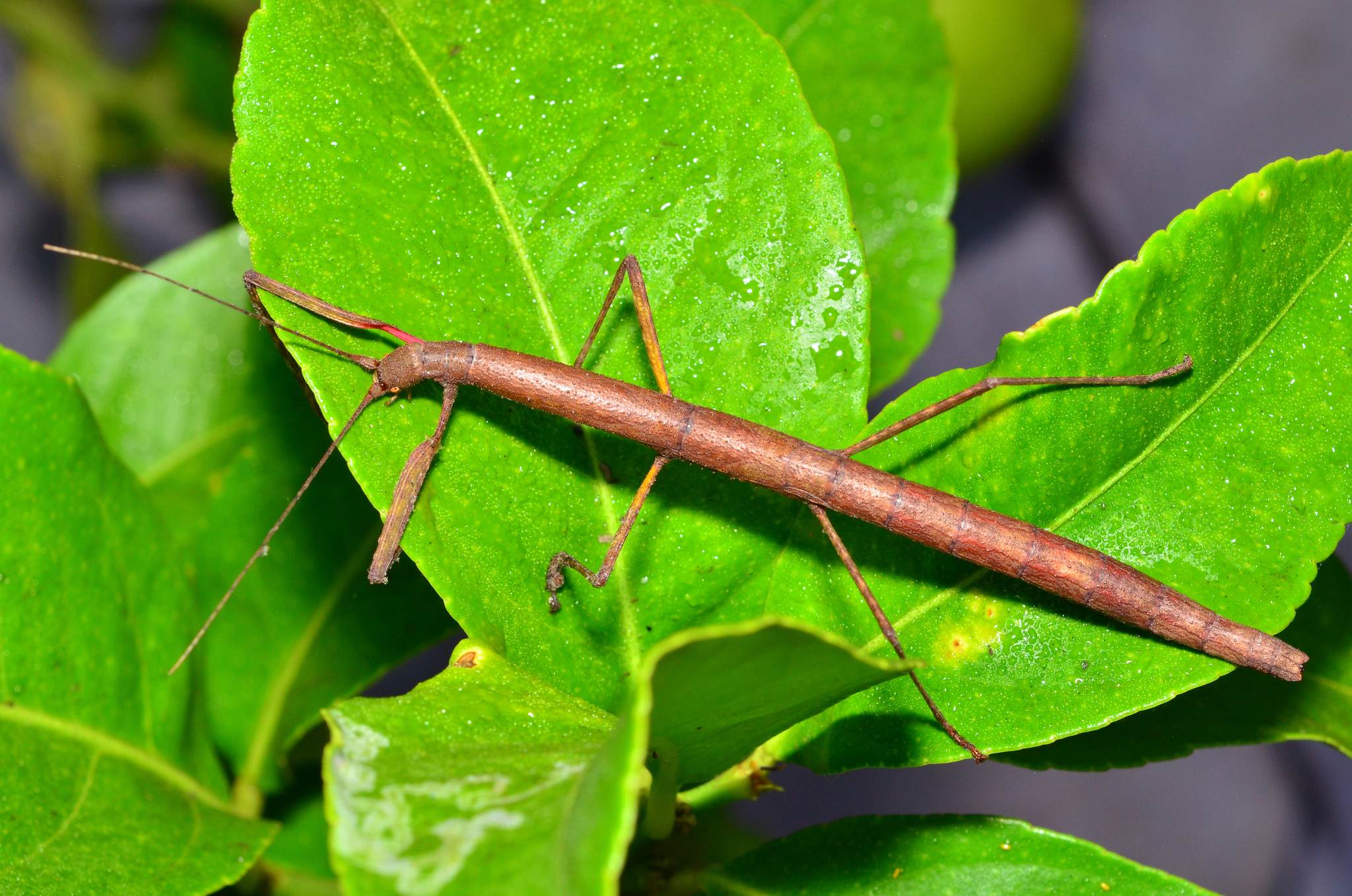 Carausius morosus