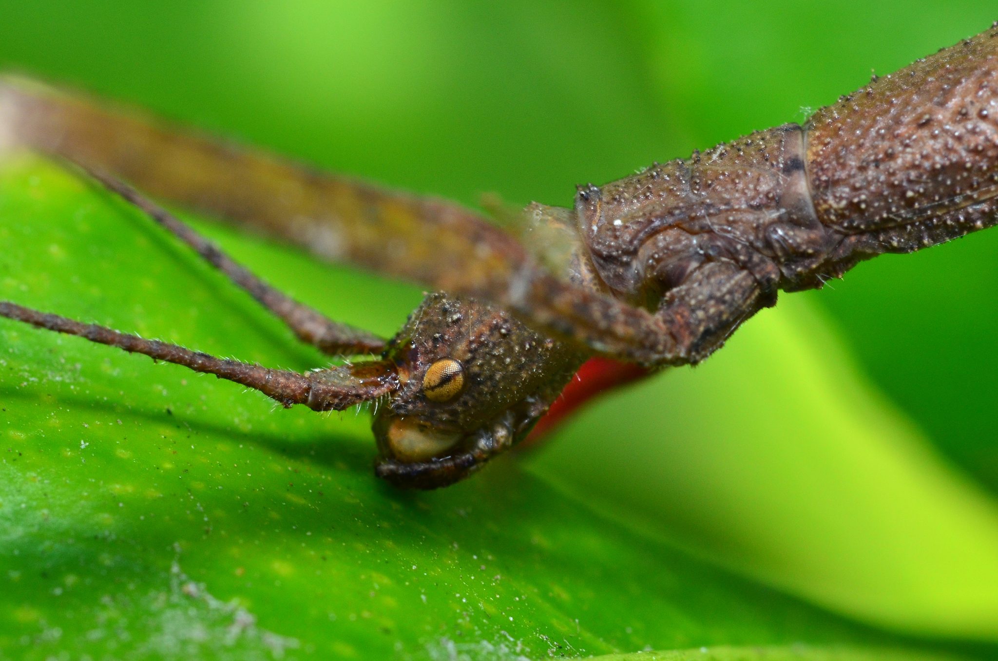 Carausius morosus