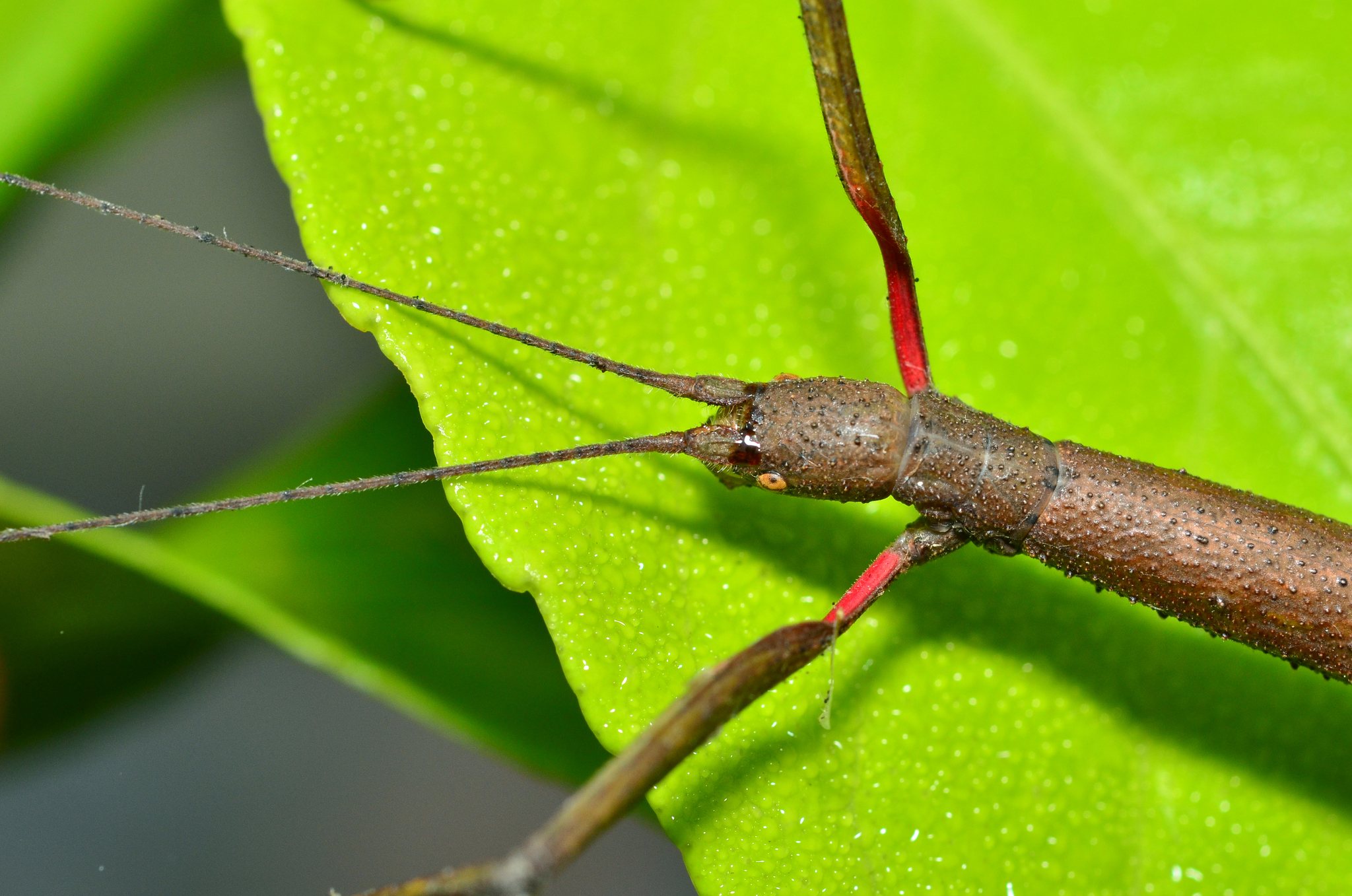 Carausius morosus