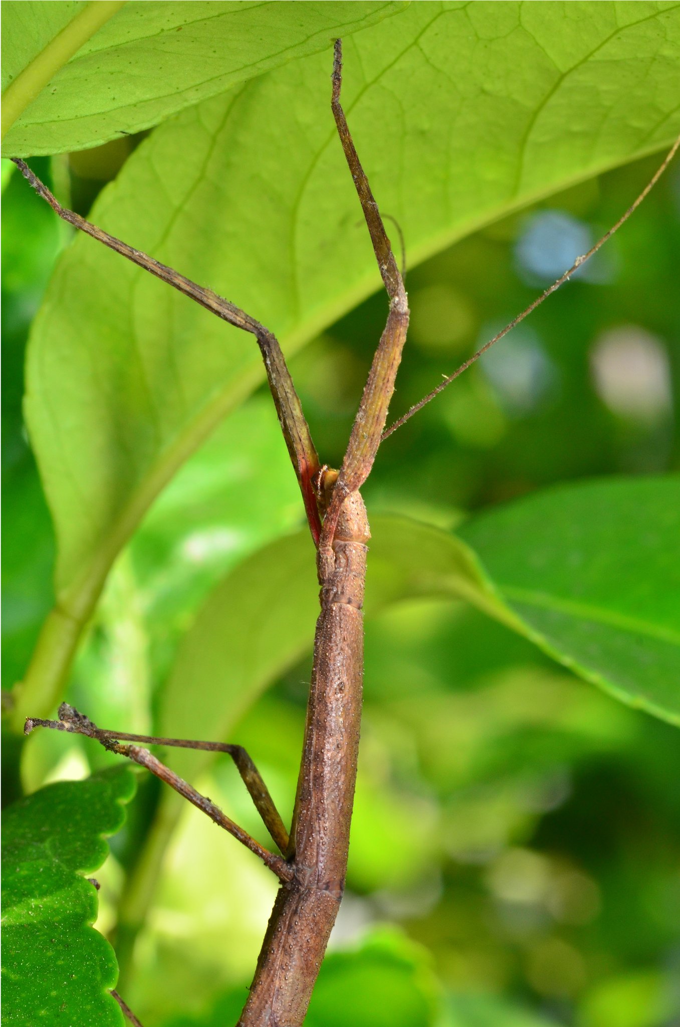 Carausius morosus
