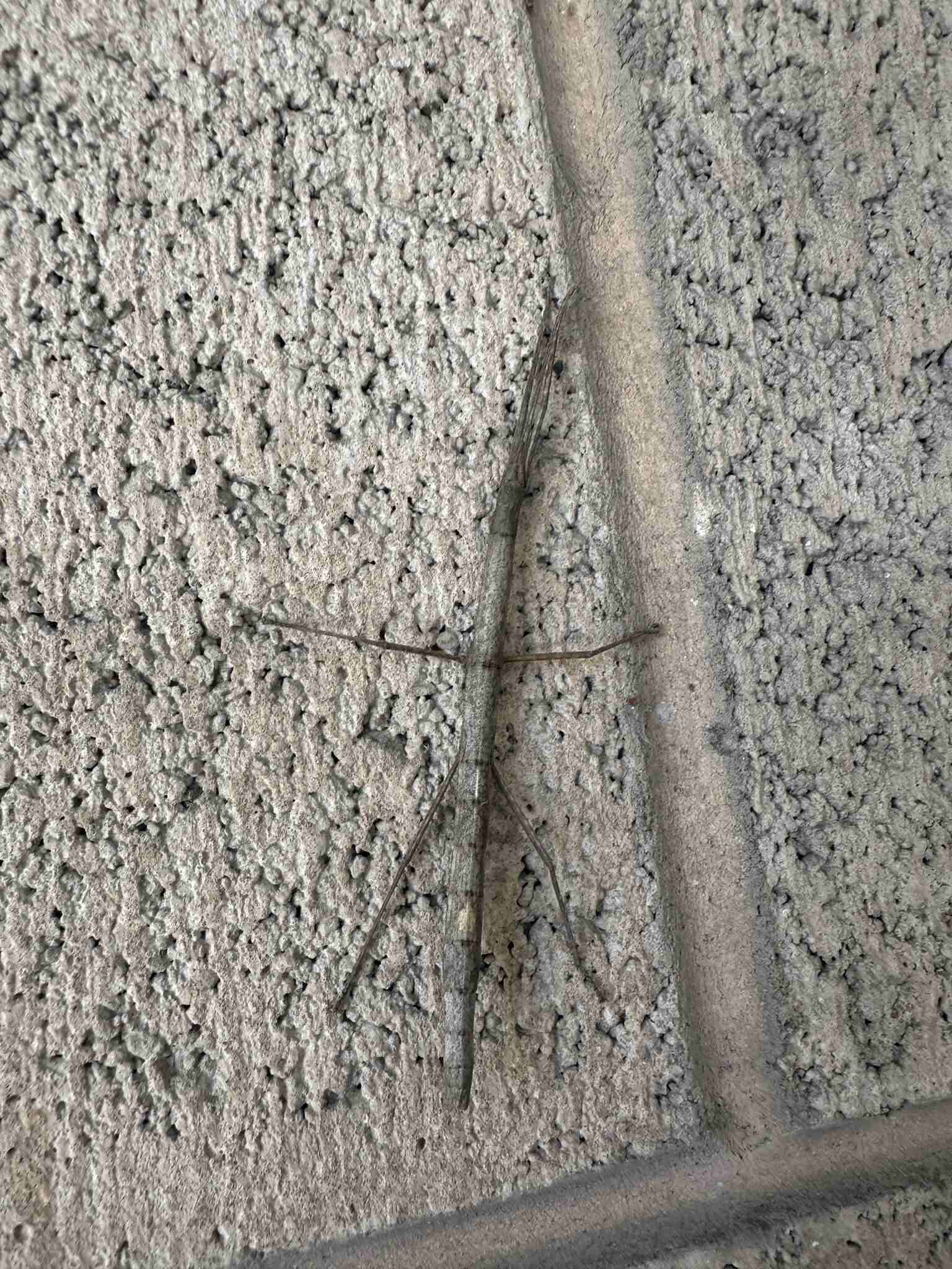 Carausius morosus
