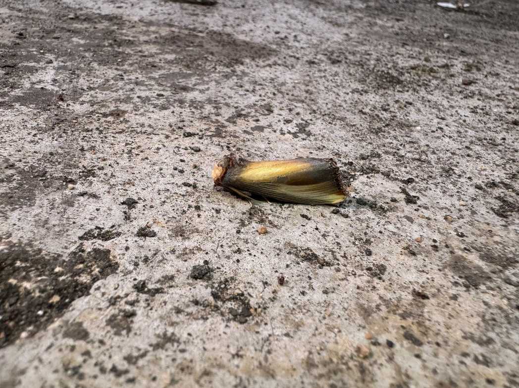 Phalera combusta