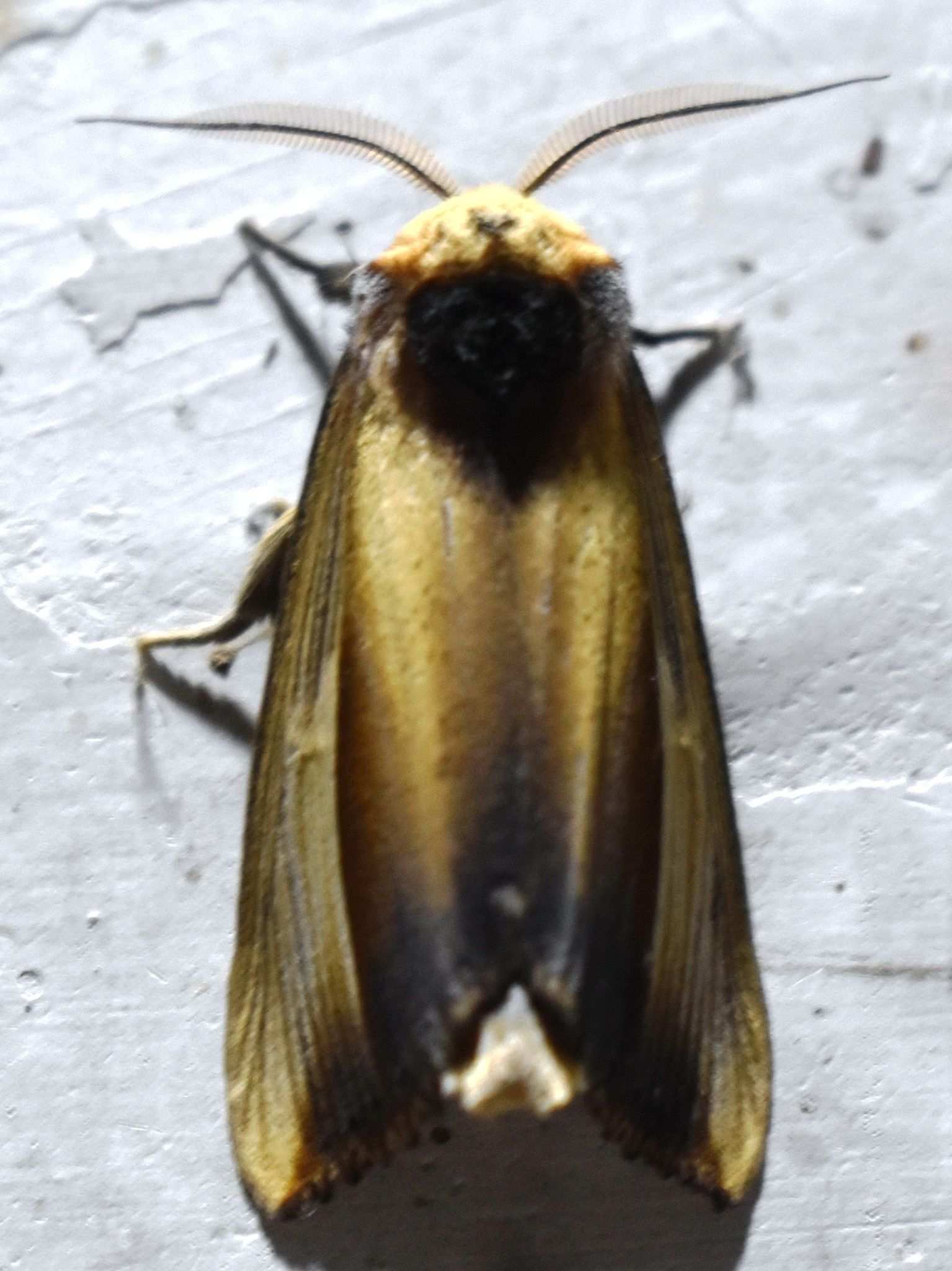 Phalera combusta