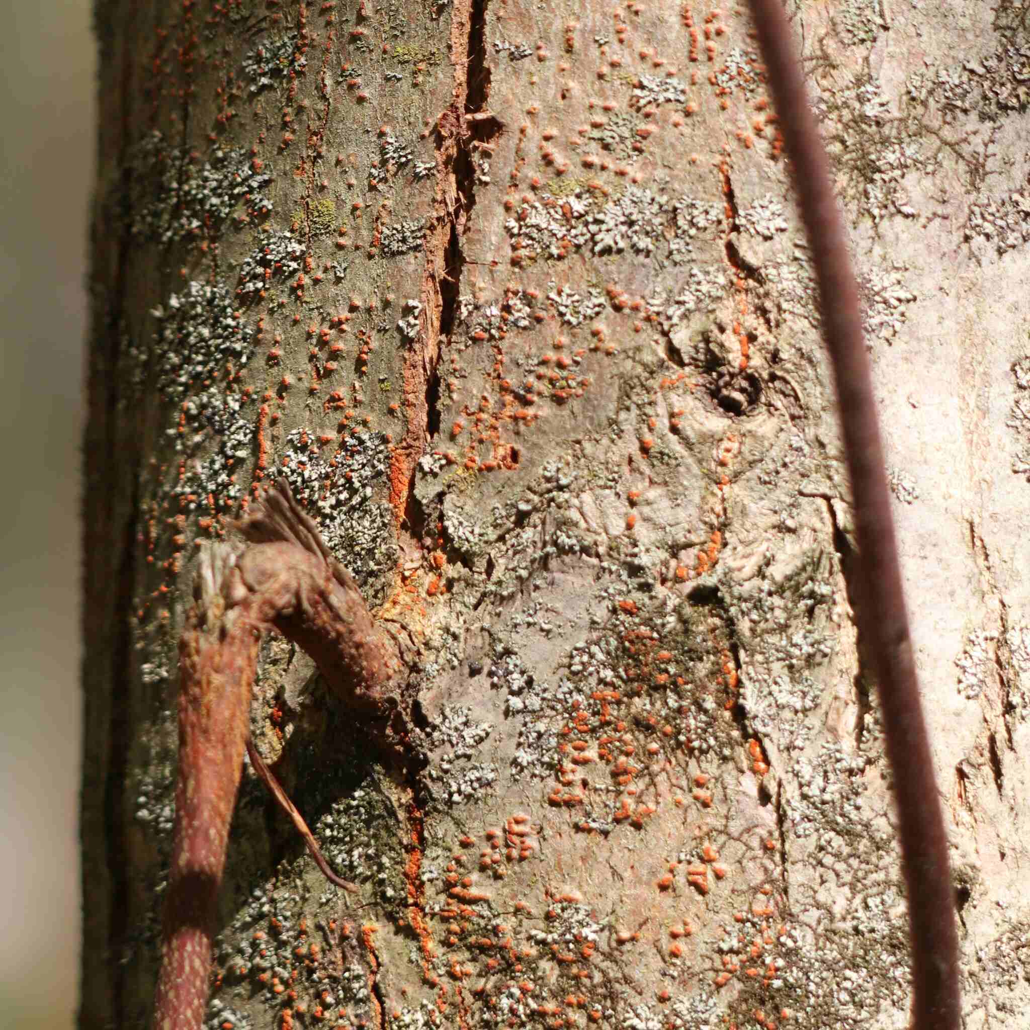 Cryphonectria parasitica