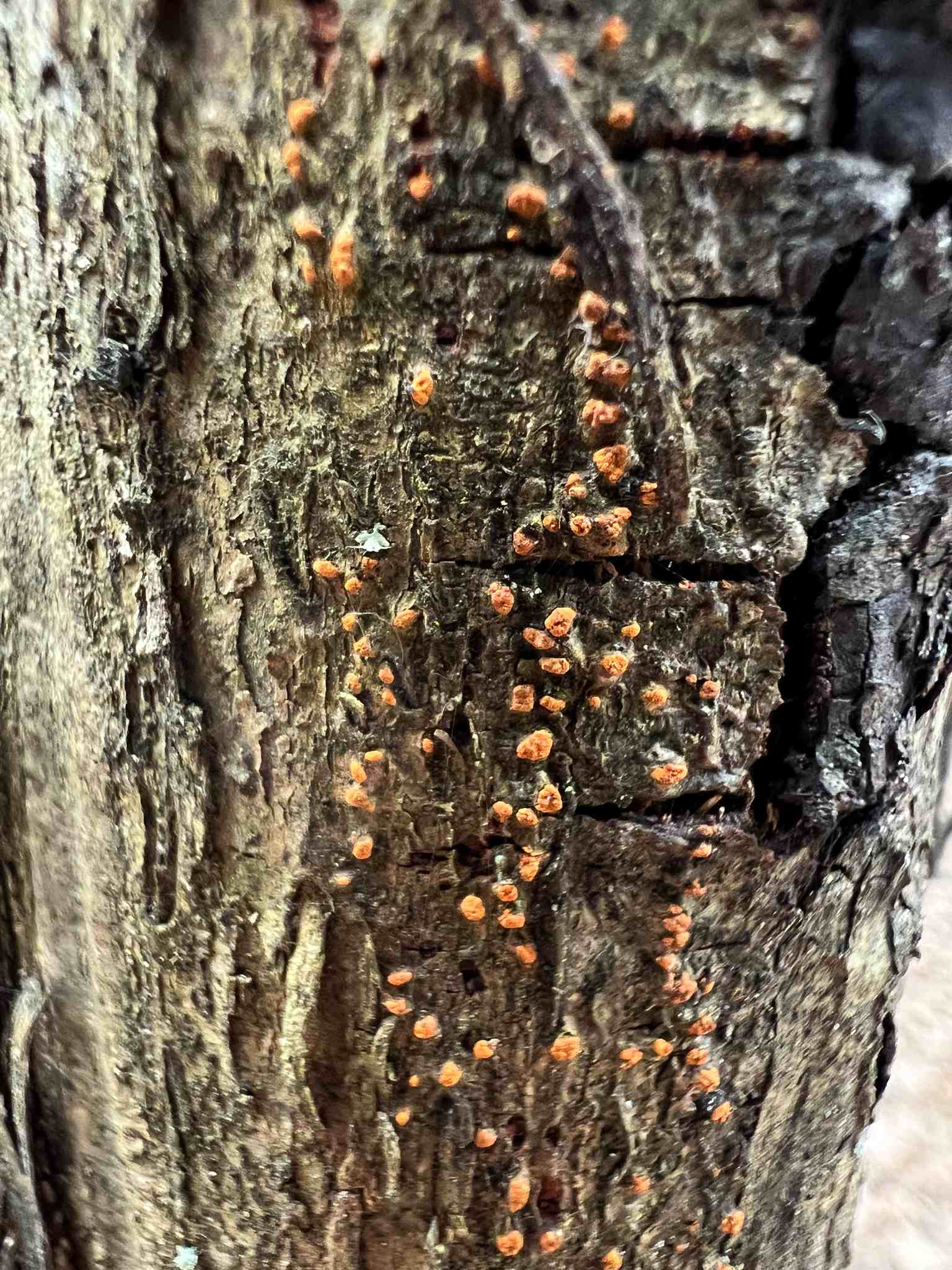 Cryphonectria parasitica