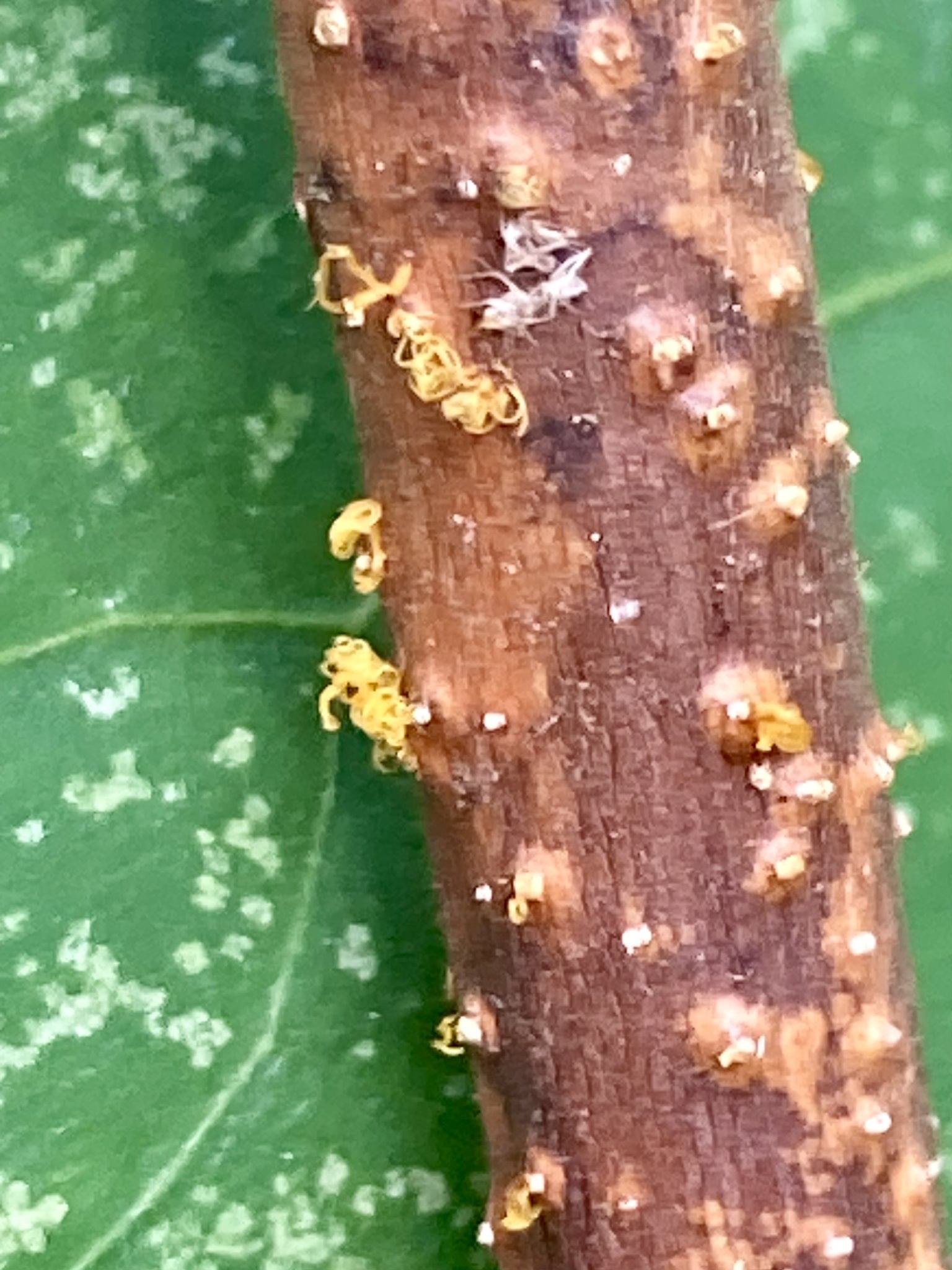 Cryphonectria parasitica