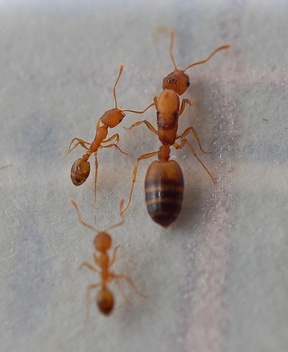 Monomorium pharaonis