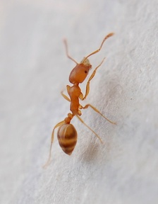 Monomorium pharaonis