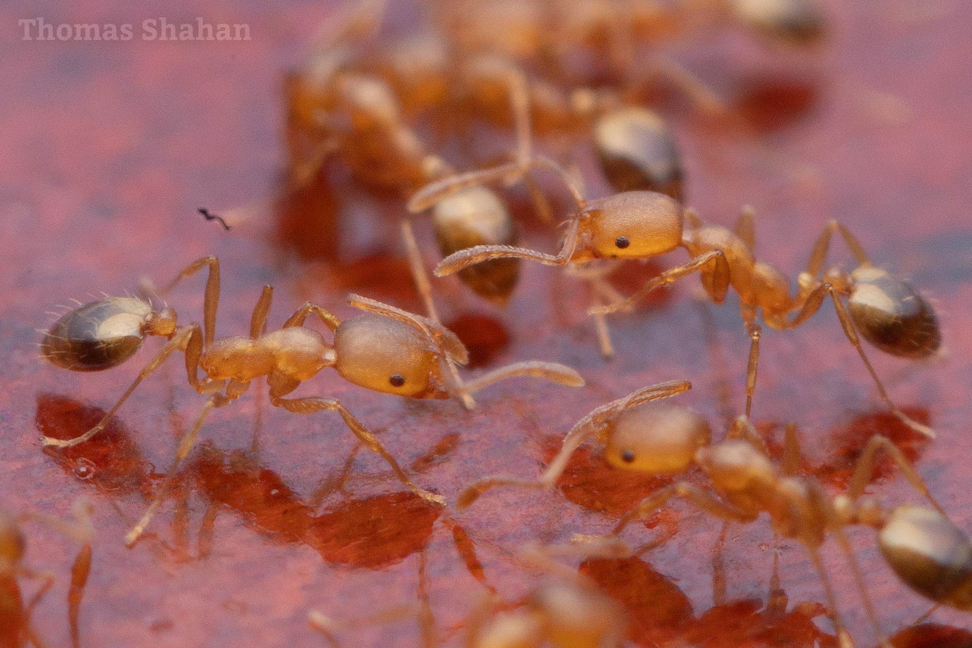 Monomorium pharaonis