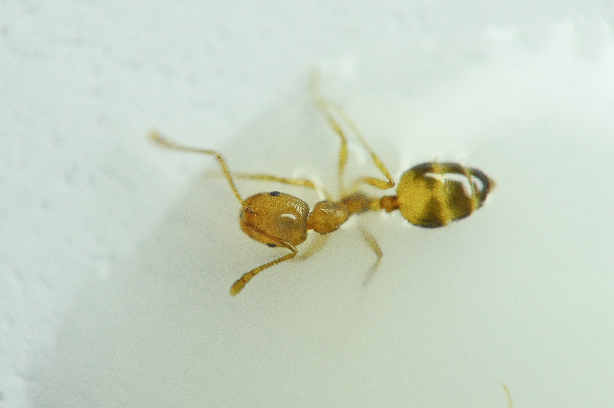 Monomorium pharaonis