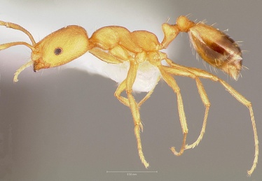Monomorium pharaonis