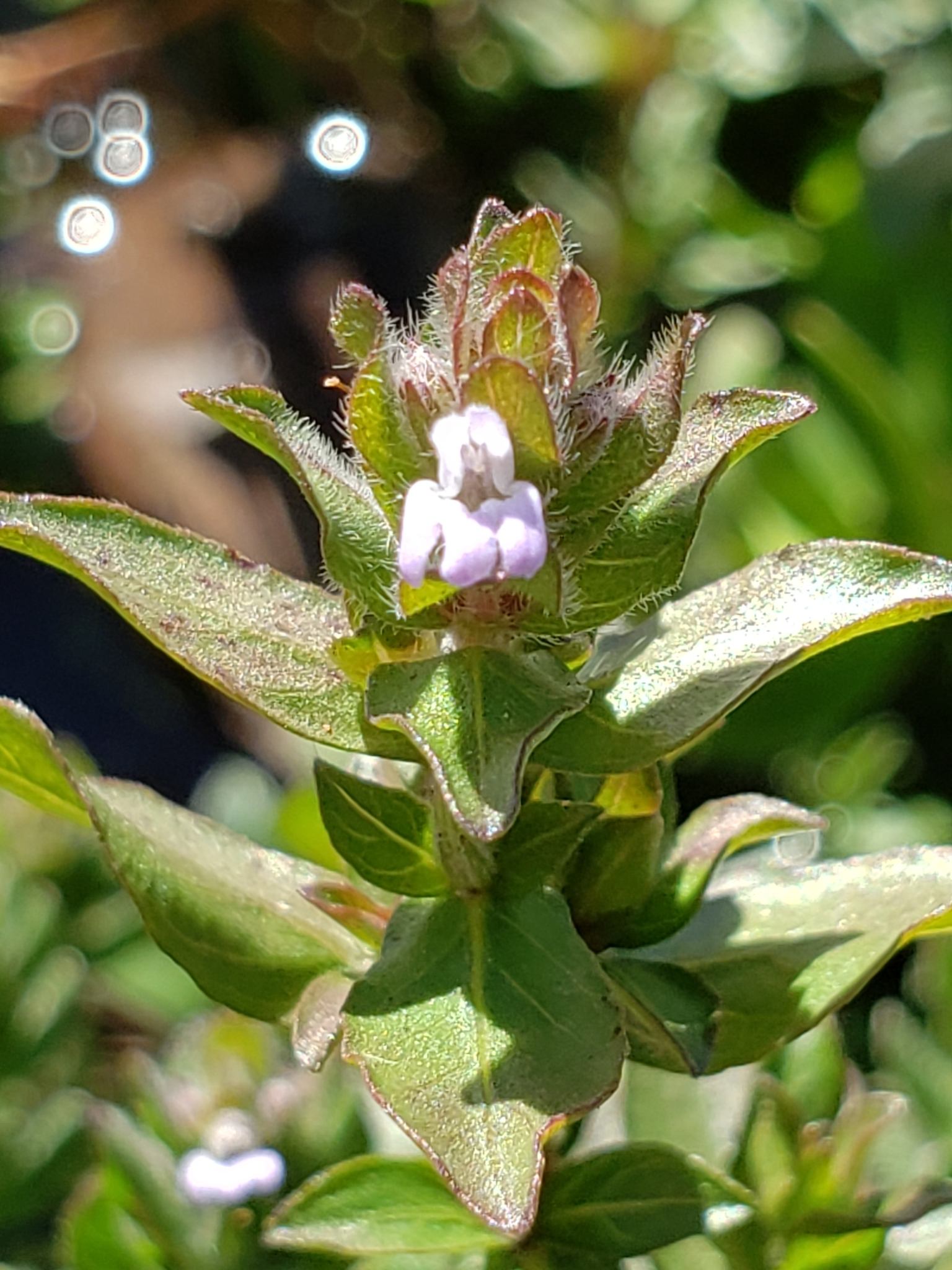Hygrophila polysperma