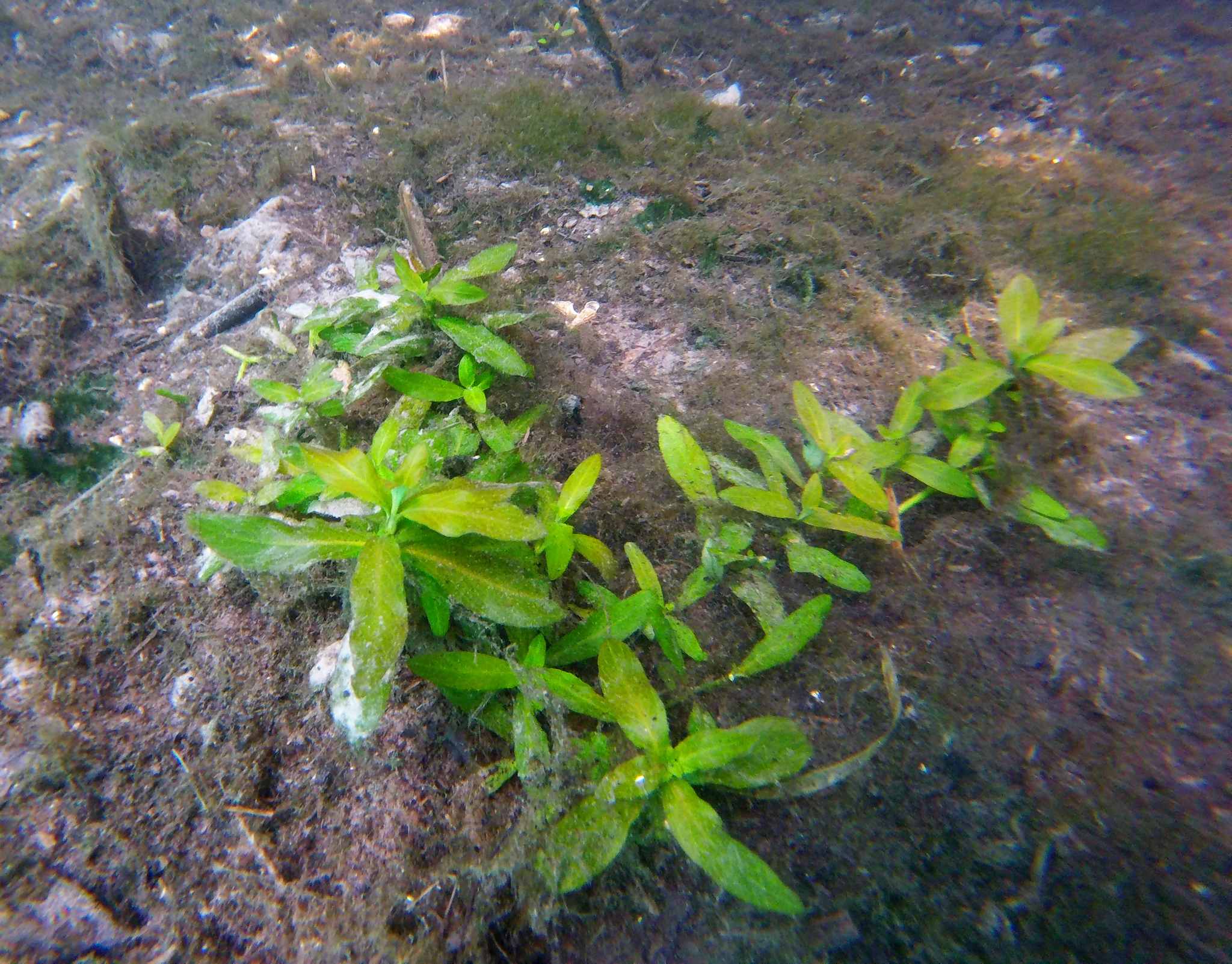 Hygrophila polysperma