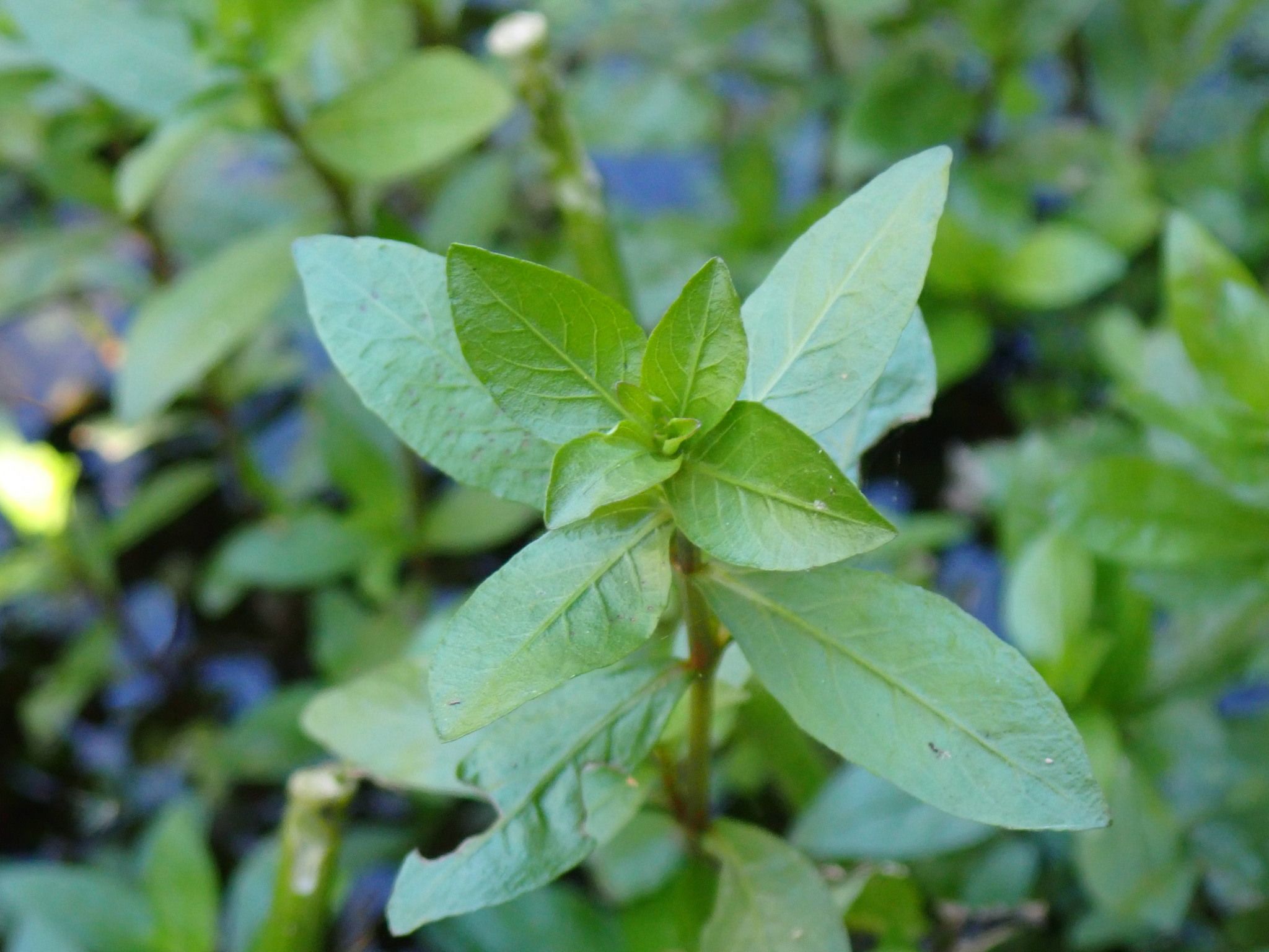 Hygrophila polysperma