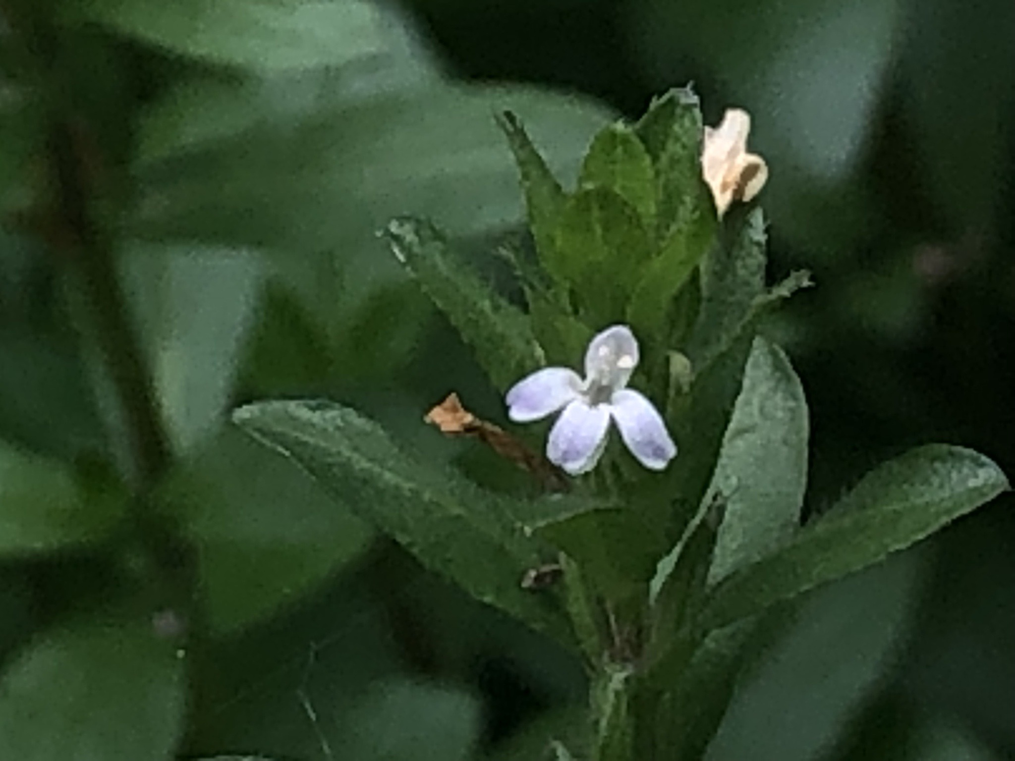 Hygrophila polysperma