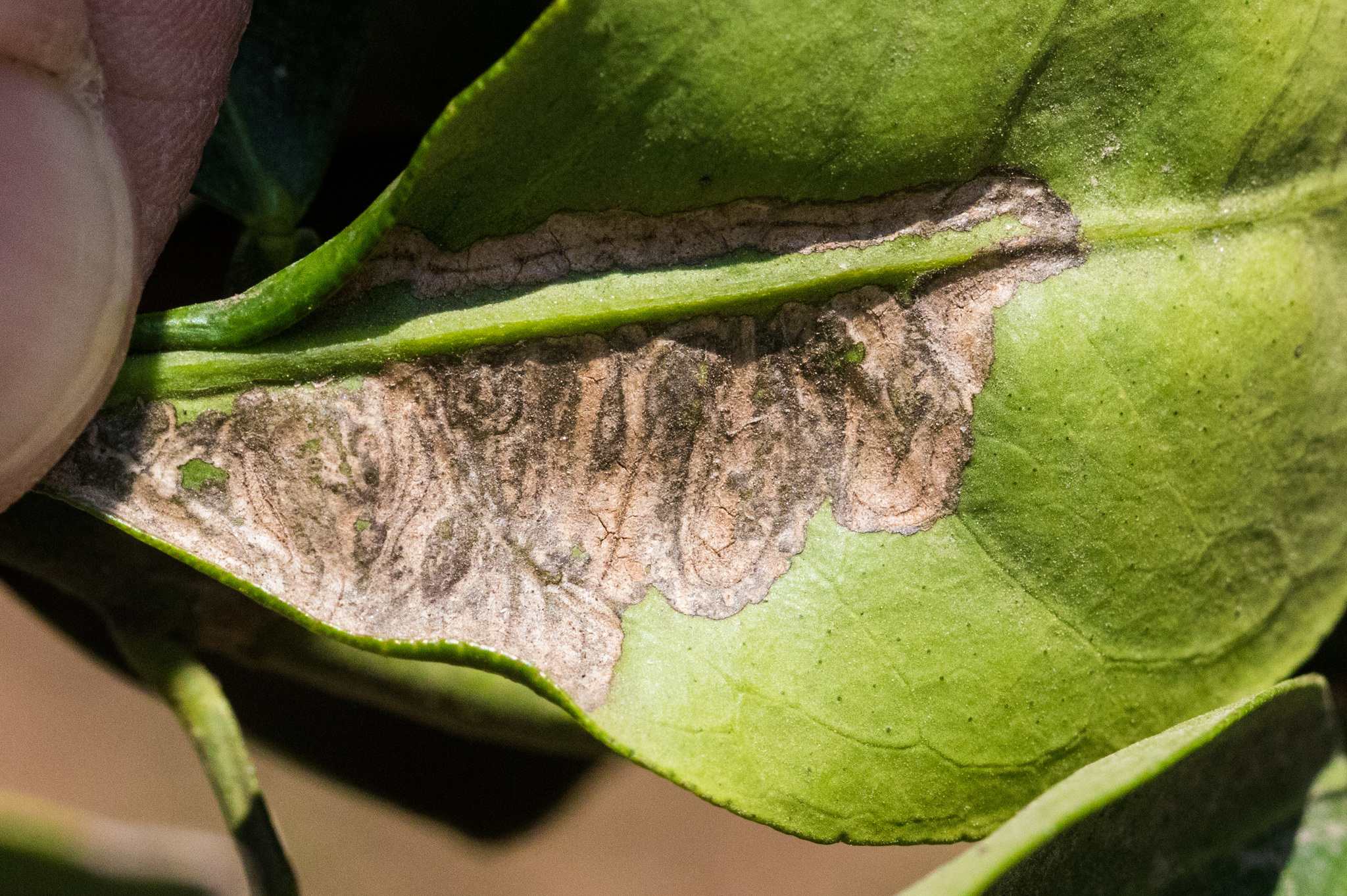 Phyllocnistis citrella