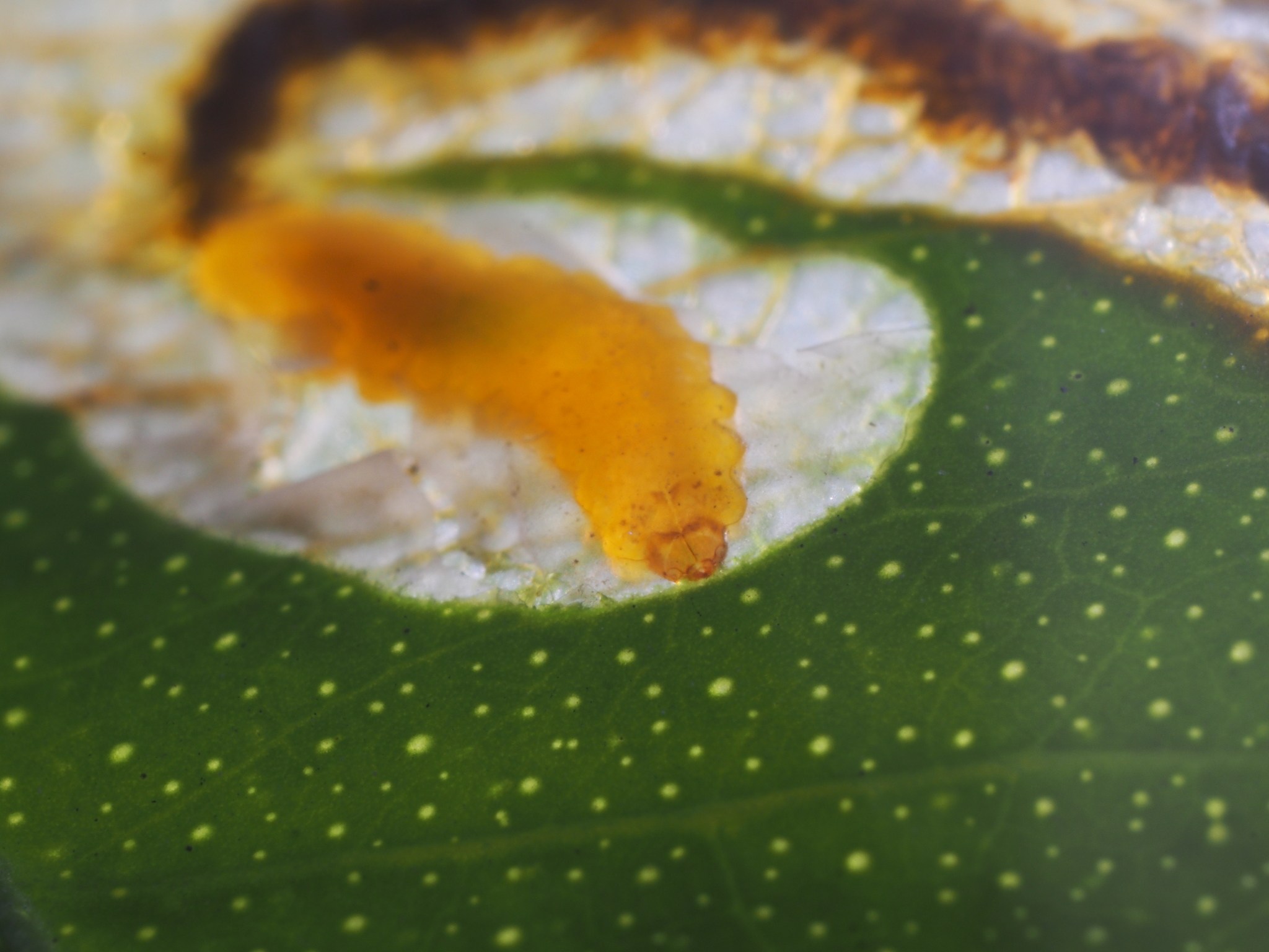 Phyllocnistis citrella