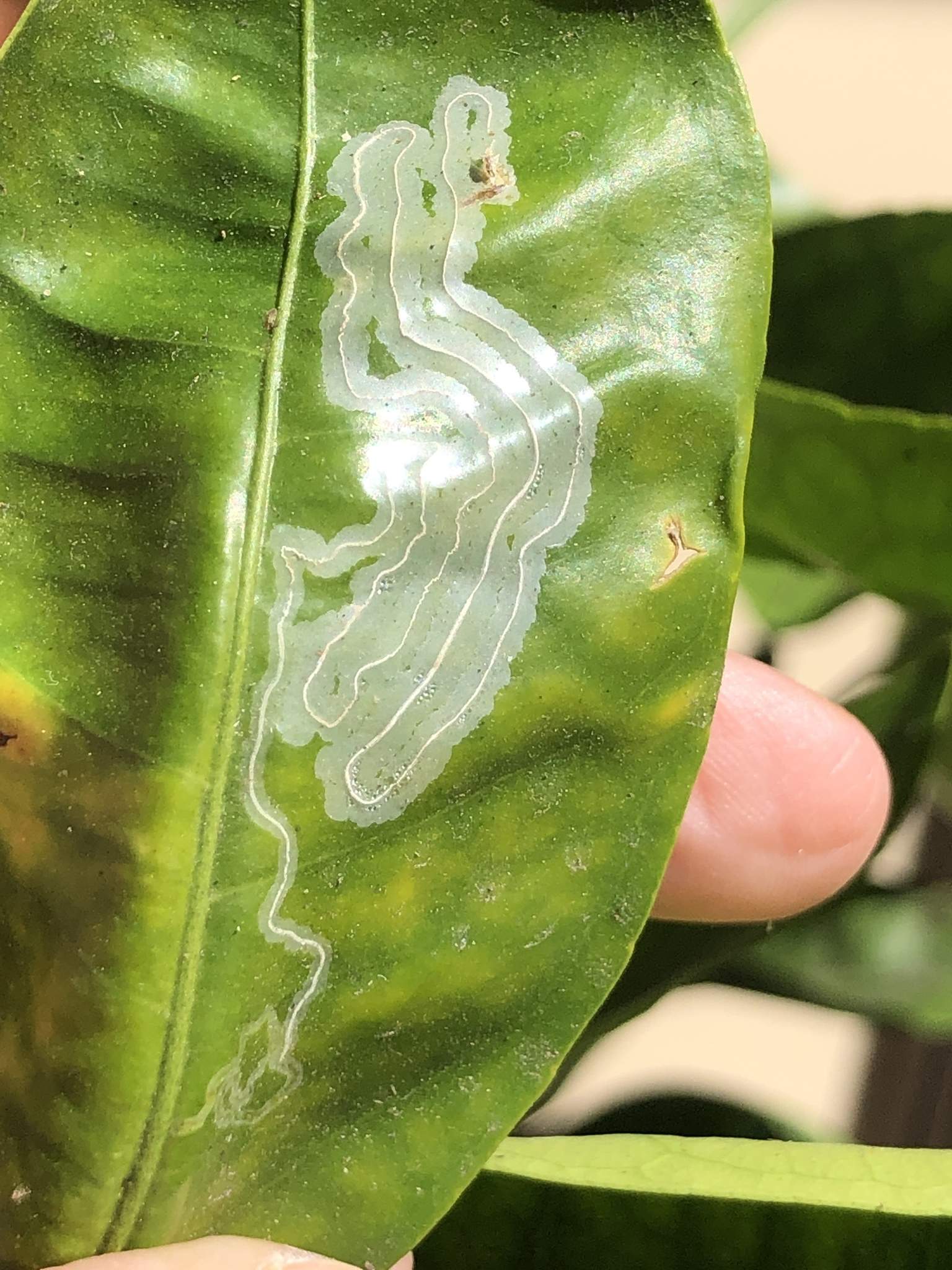 Phyllocnistis citrella