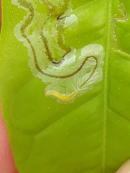 Phyllocnistis citrella