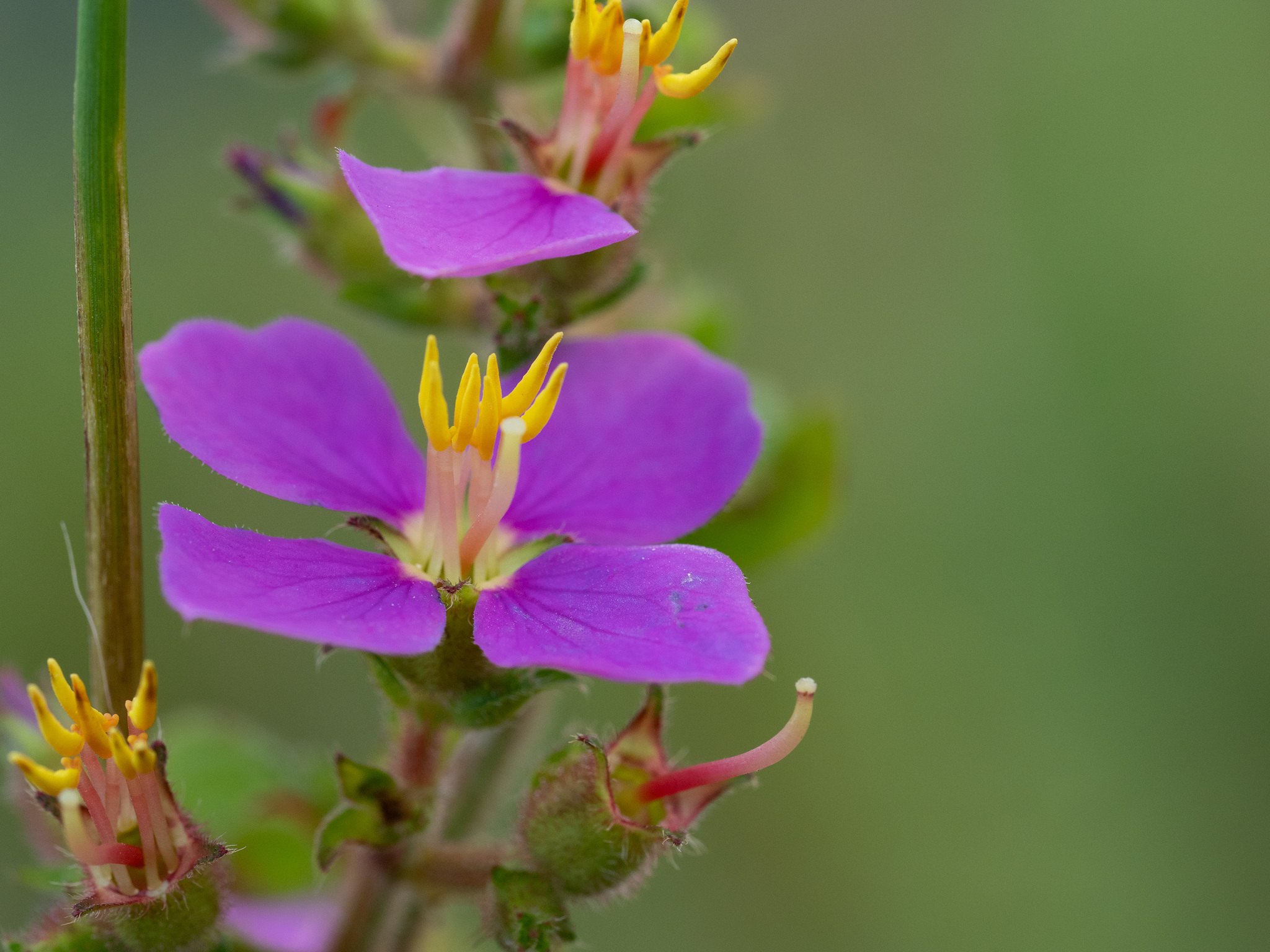 Chaetogastra herbacea