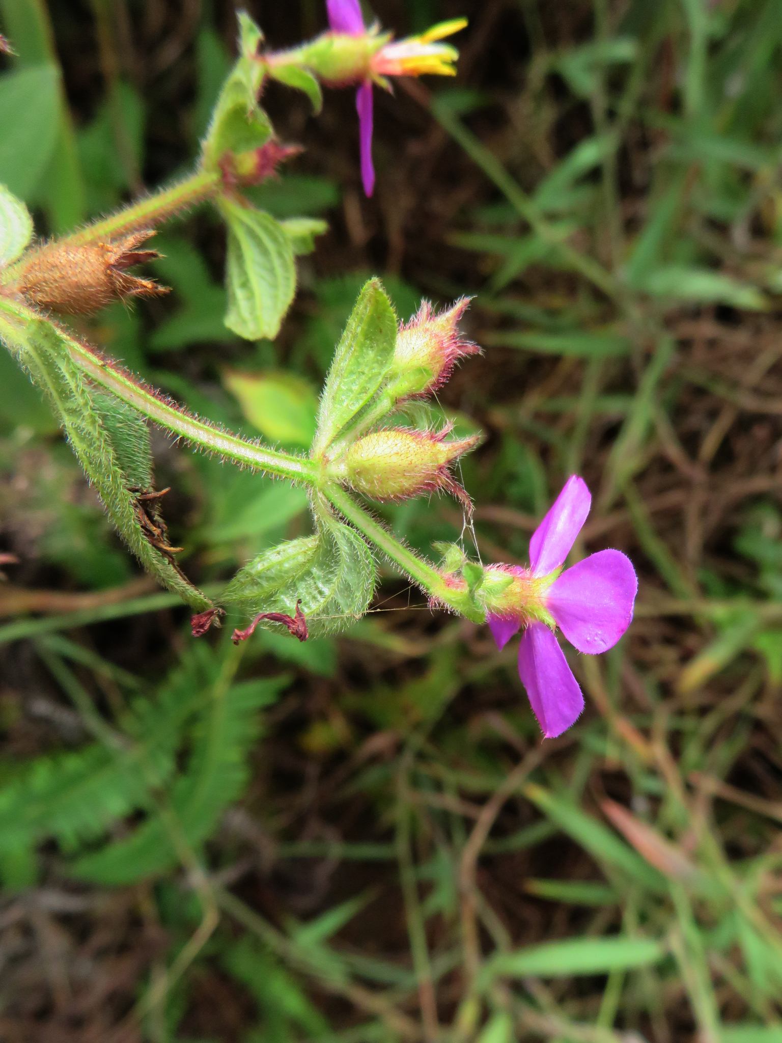 Chaetogastra herbacea