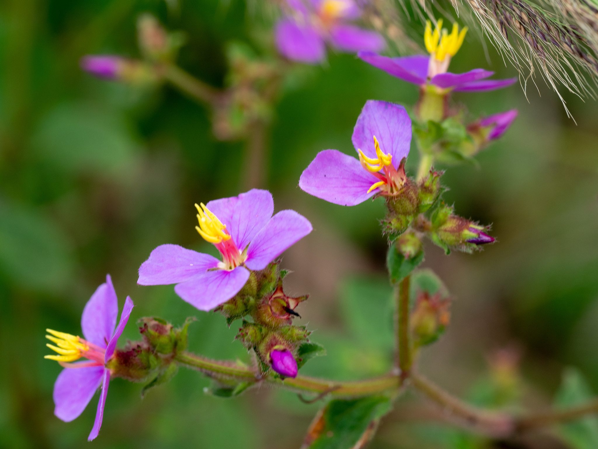Chaetogastra herbacea