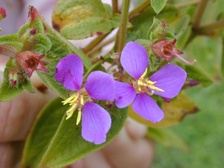 Chaetogastra herbacea
