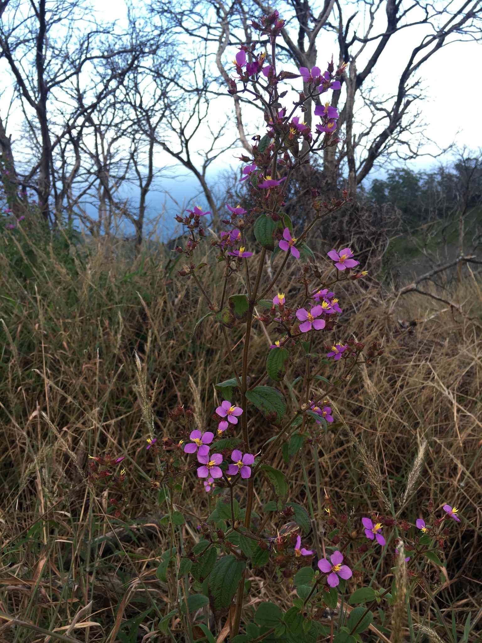 Chaetogastra herbacea