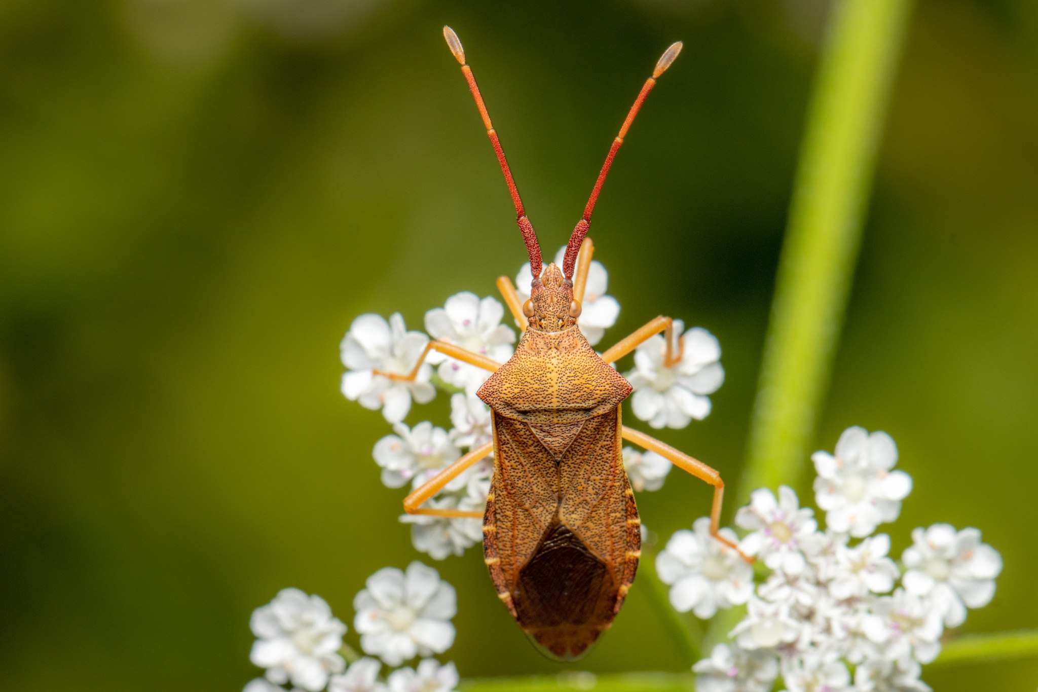 Gonocerus acuteangulatus