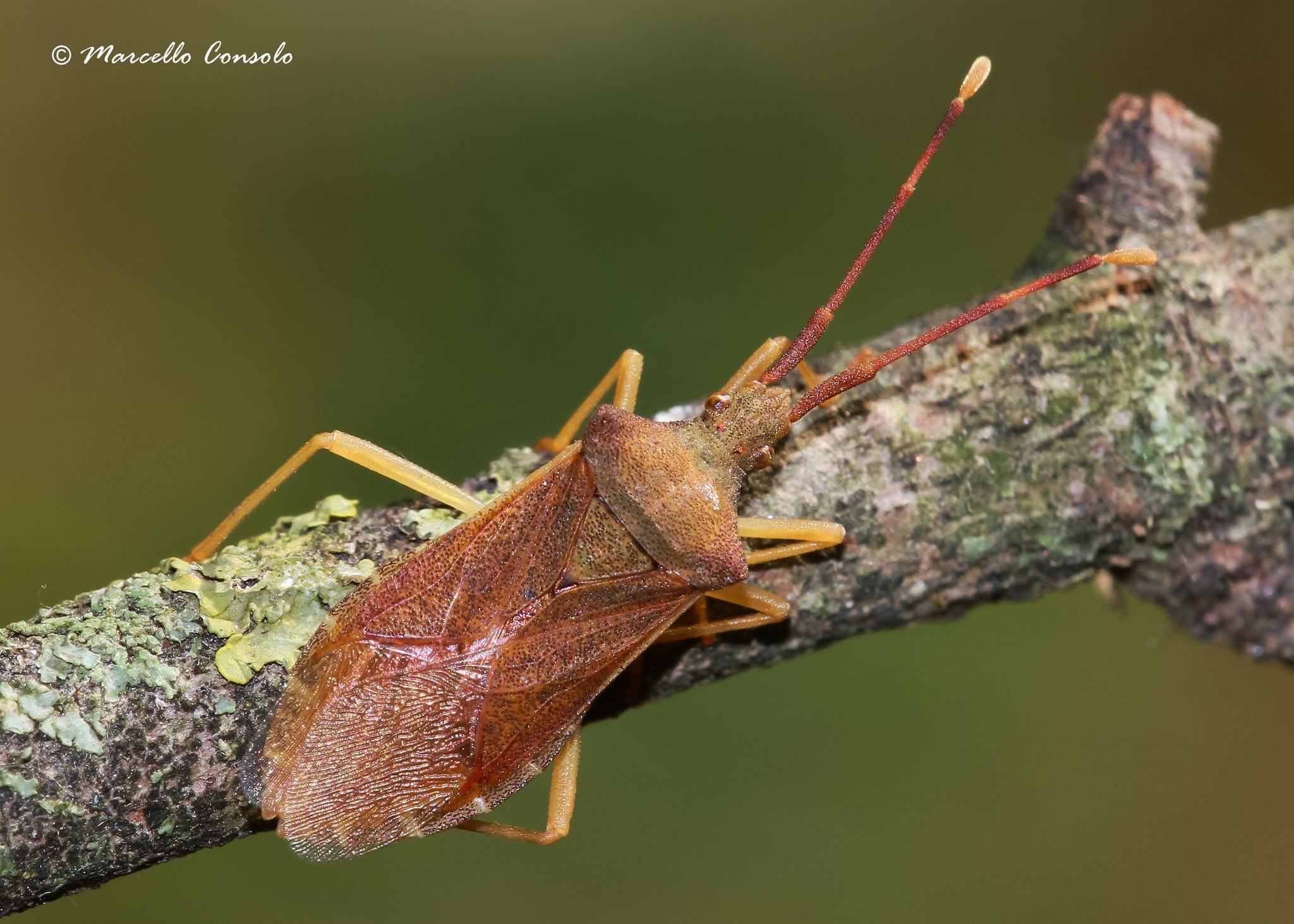 Gonocerus acuteangulatus