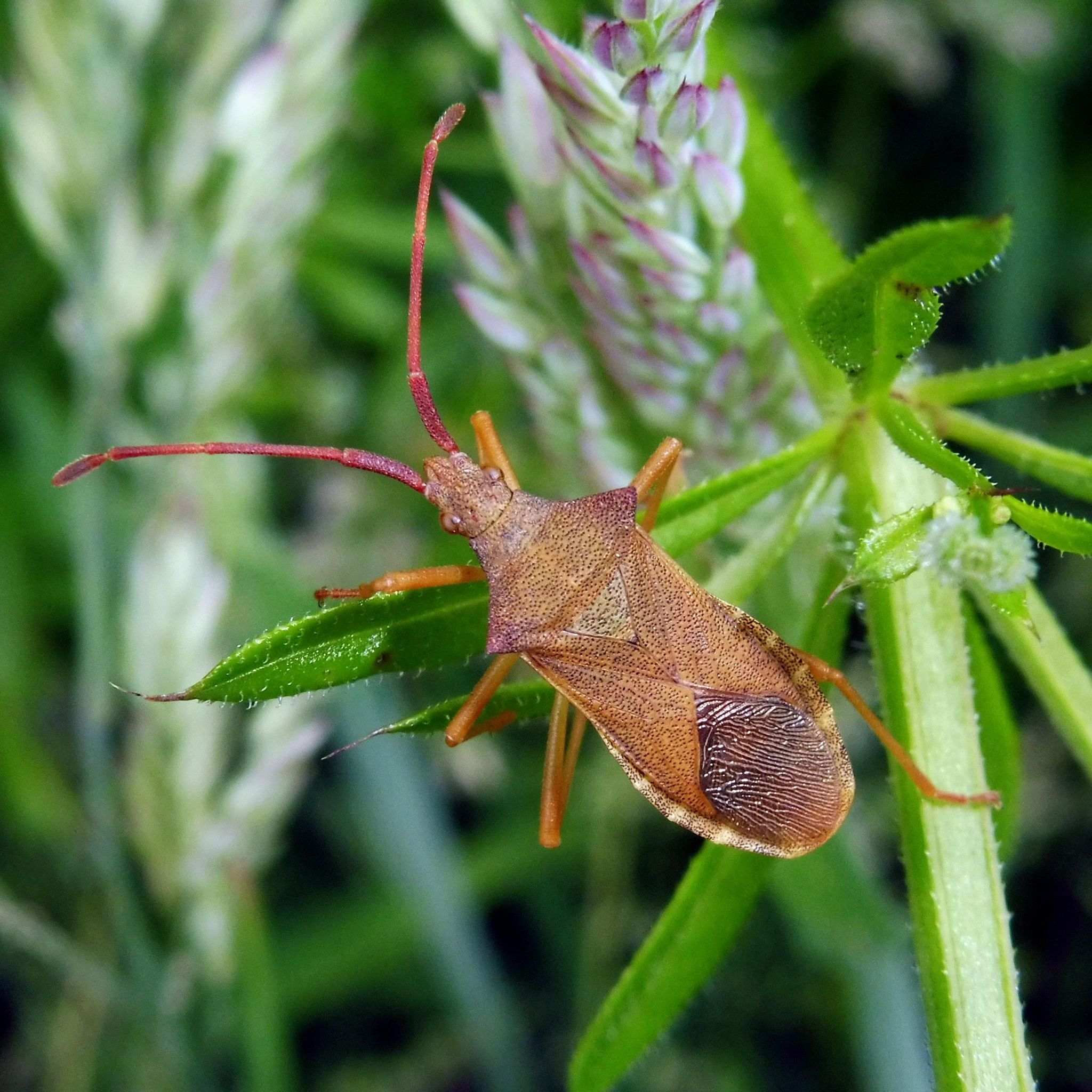 Gonocerus acuteangulatus