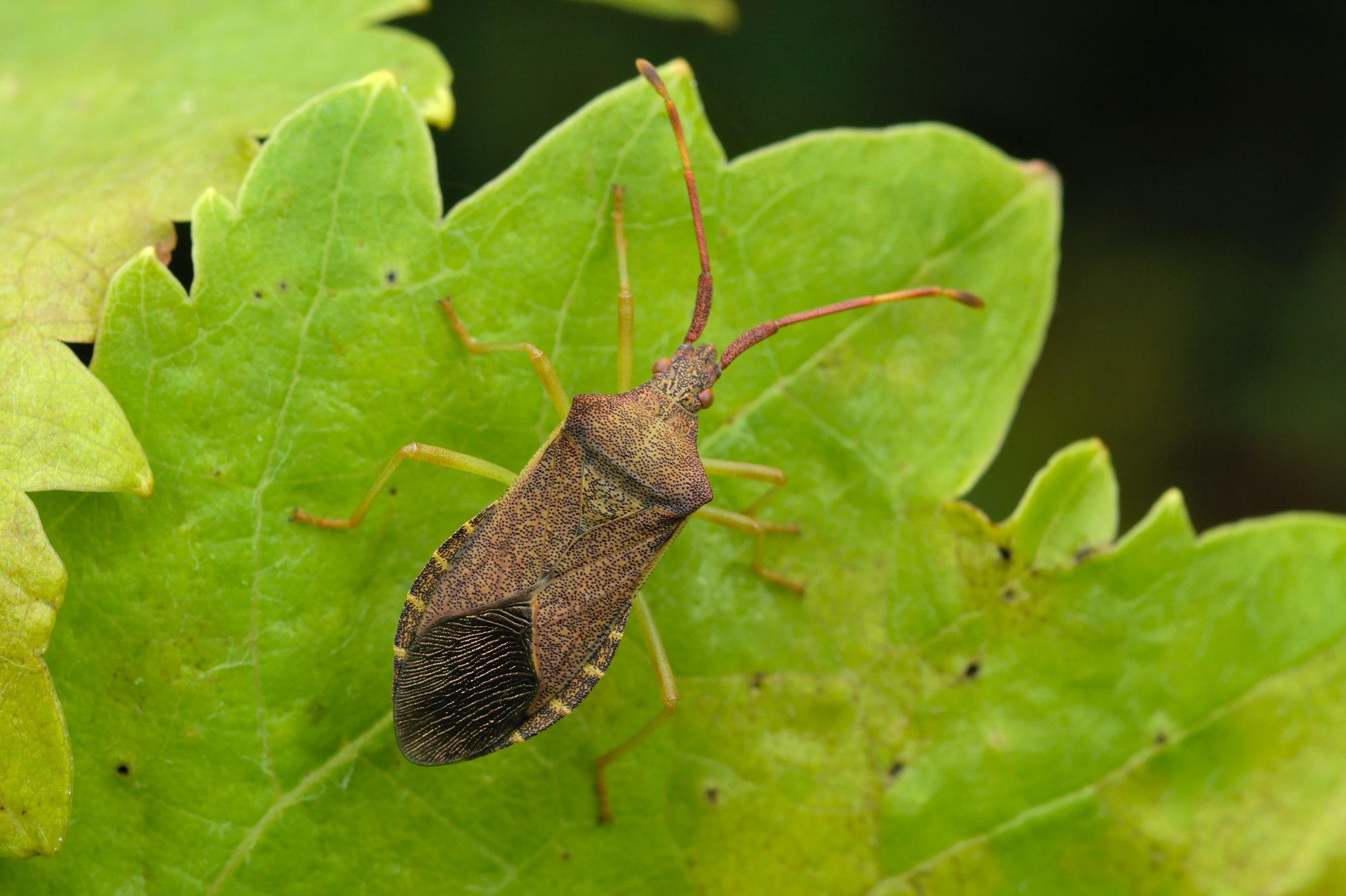 Gonocerus acuteangulatus