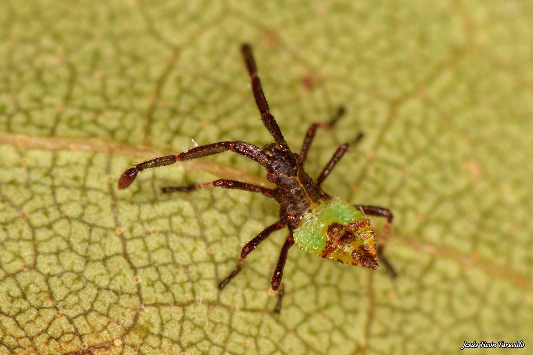 Gonocerus acuteangulatus