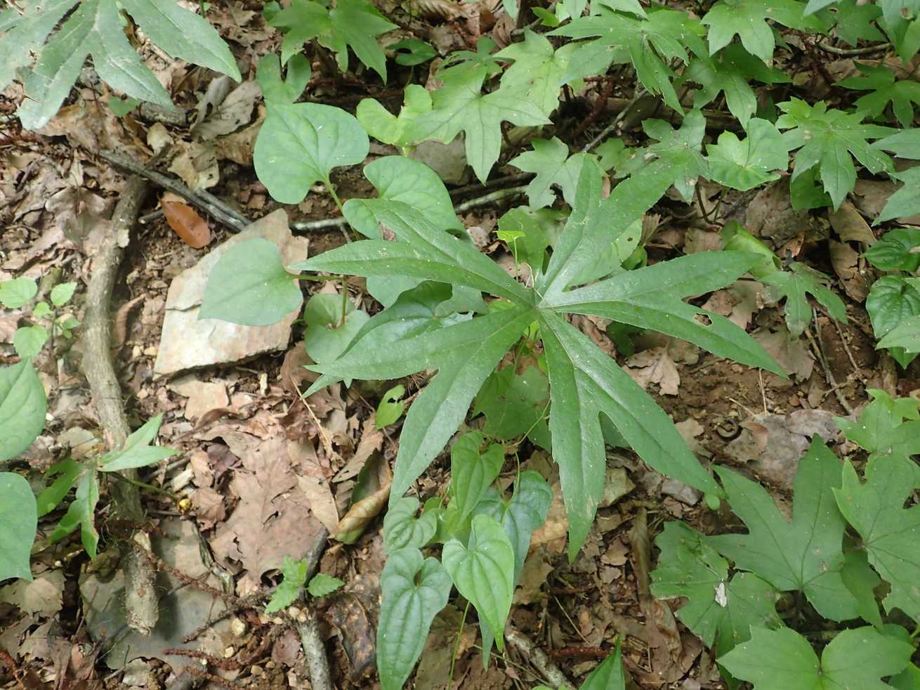 Paratephritis takeuchii