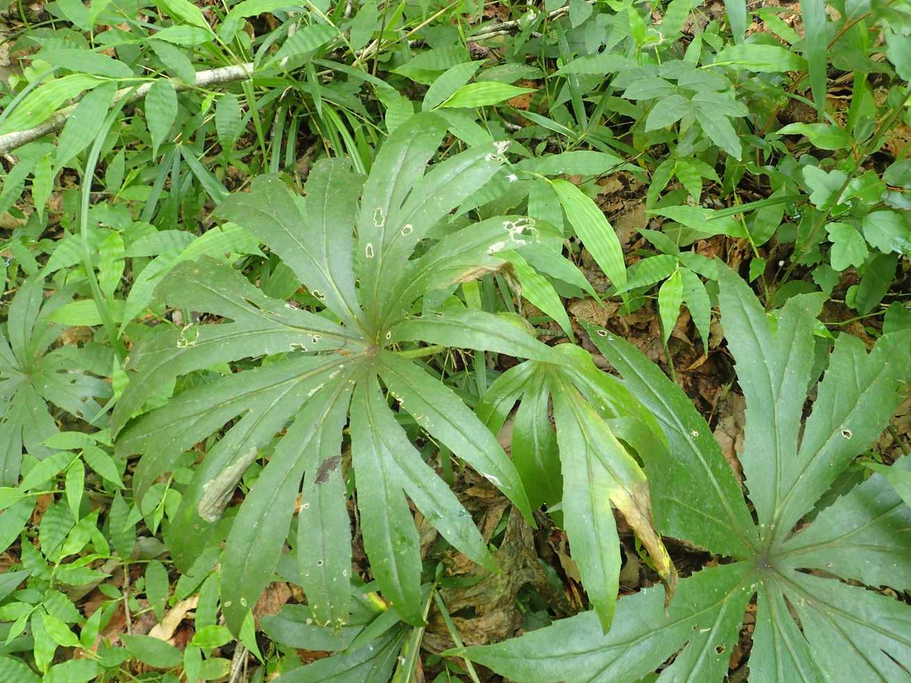 Paratephritis takeuchii