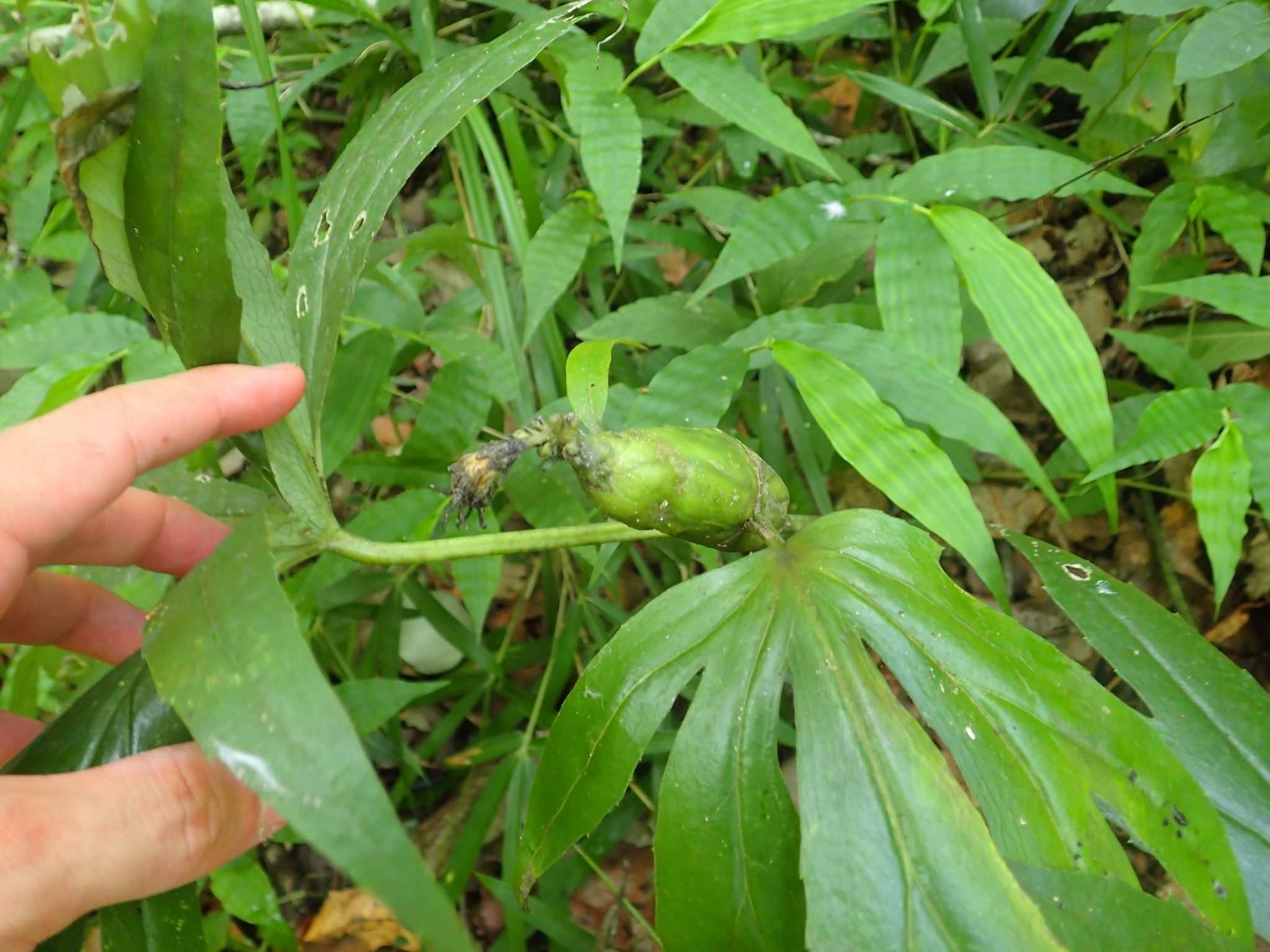 Paratephritis takeuchii