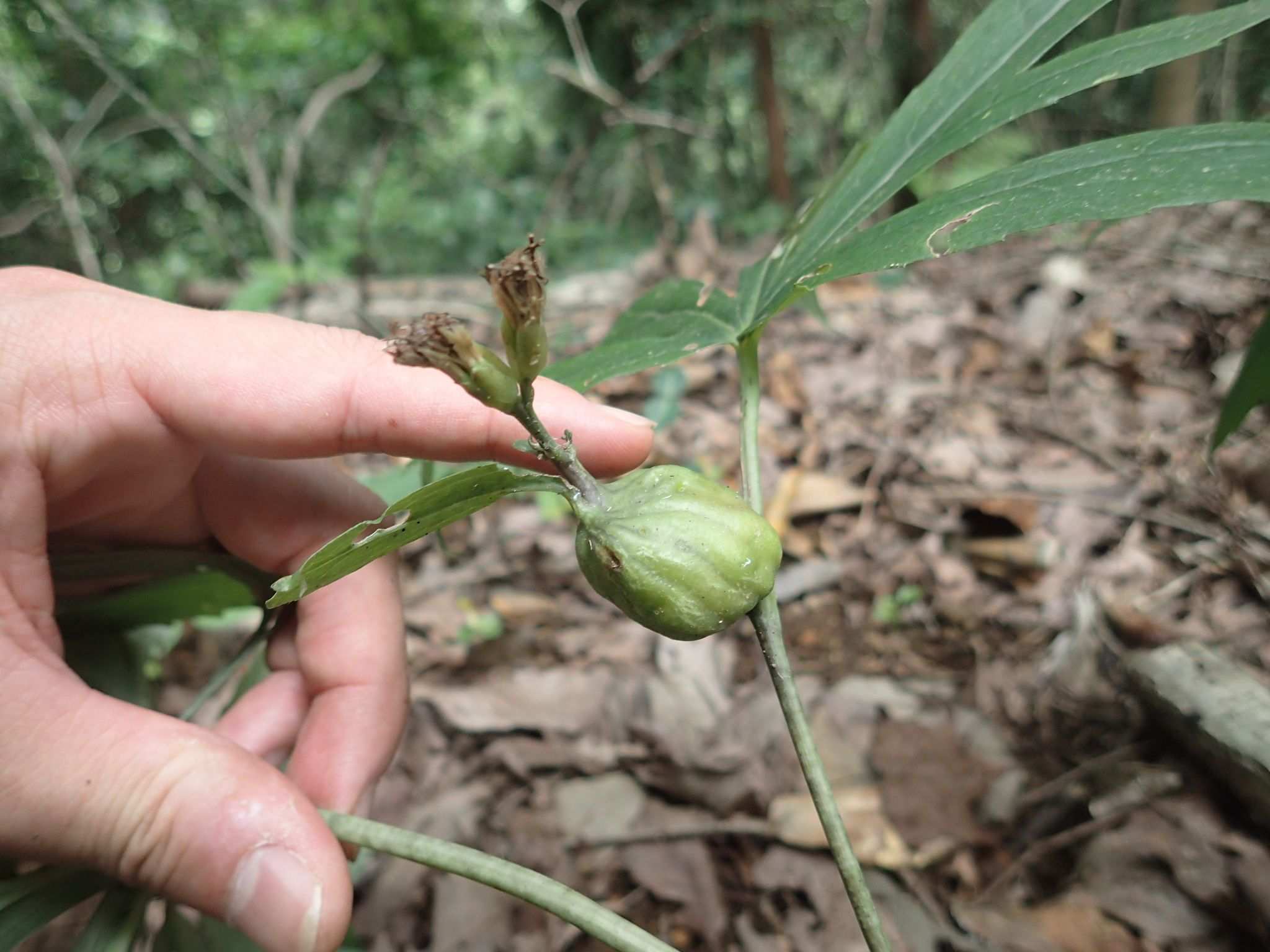 Paratephritis takeuchii