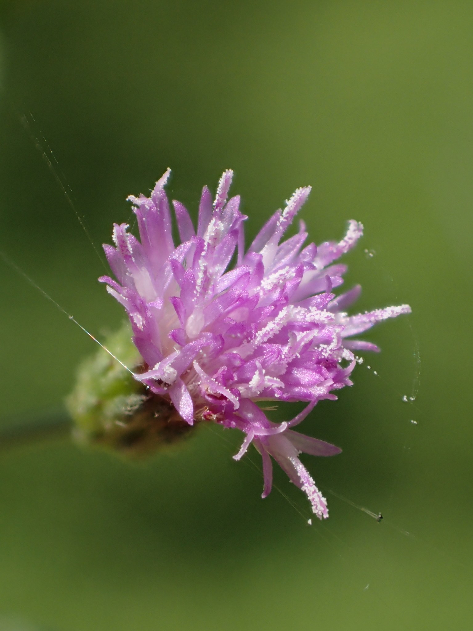 Cyanthillium cinereum