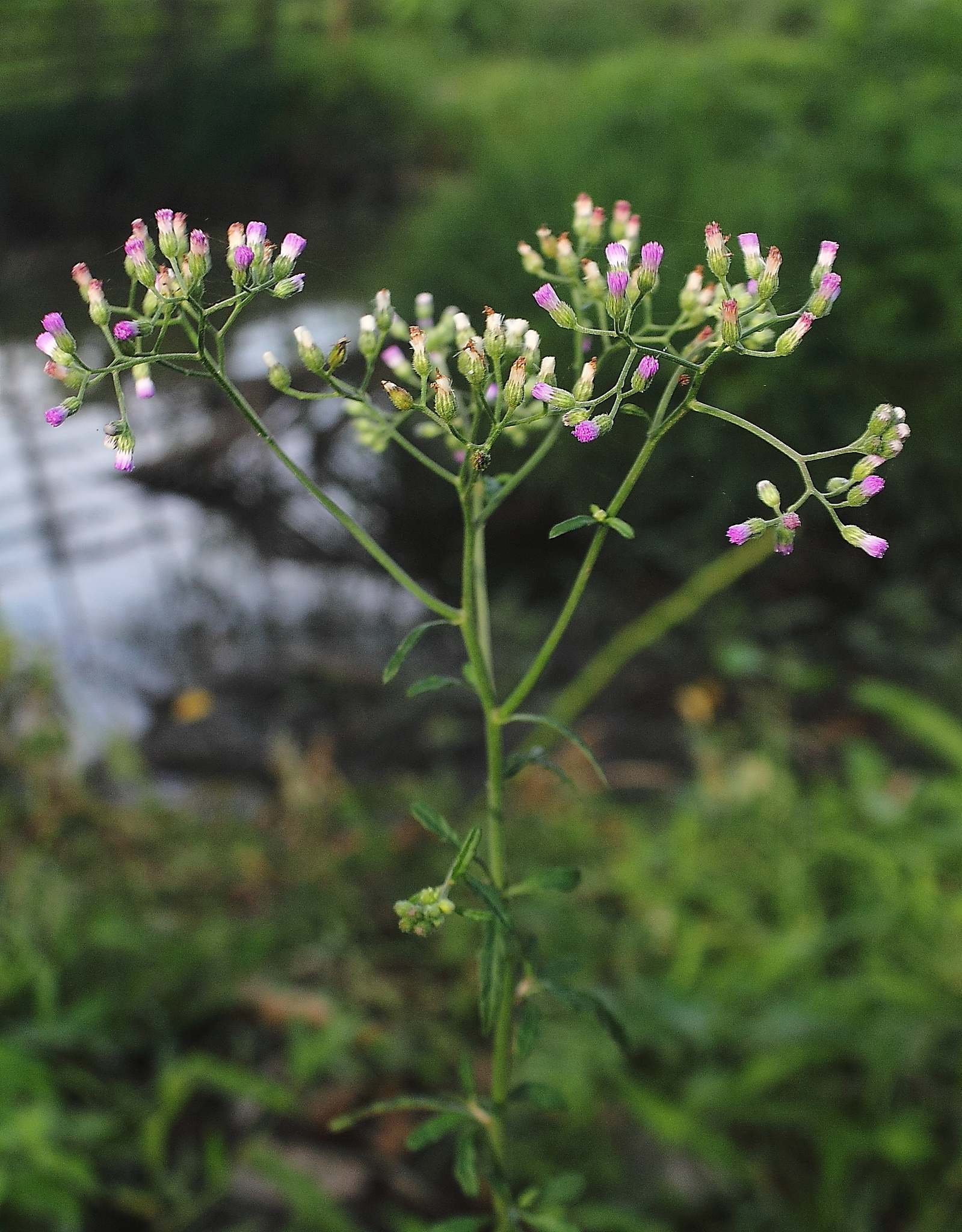 Cyanthillium cinereum