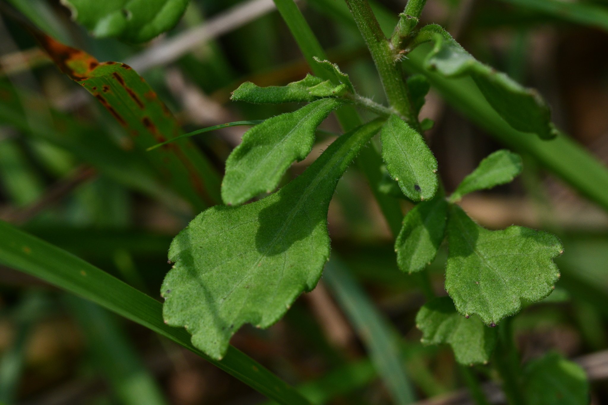Cyanthillium cinereum